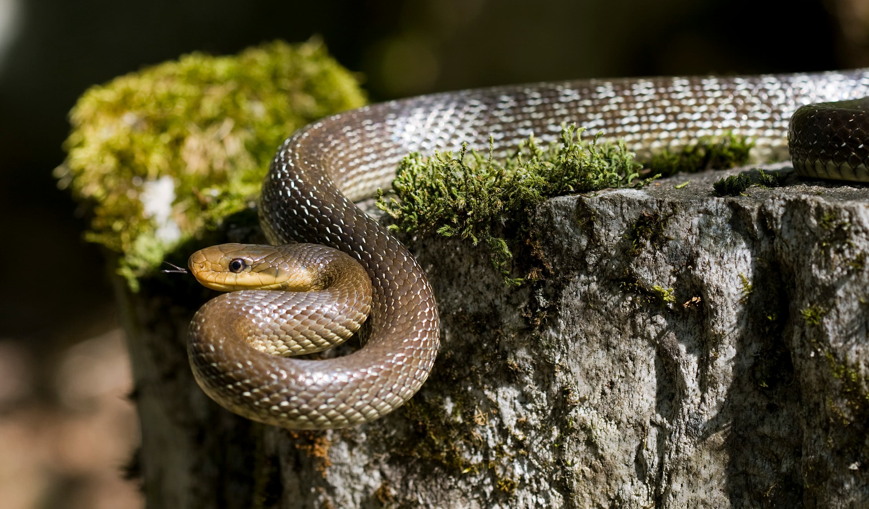 Aesculapian Snake (Zamenis longissimus)