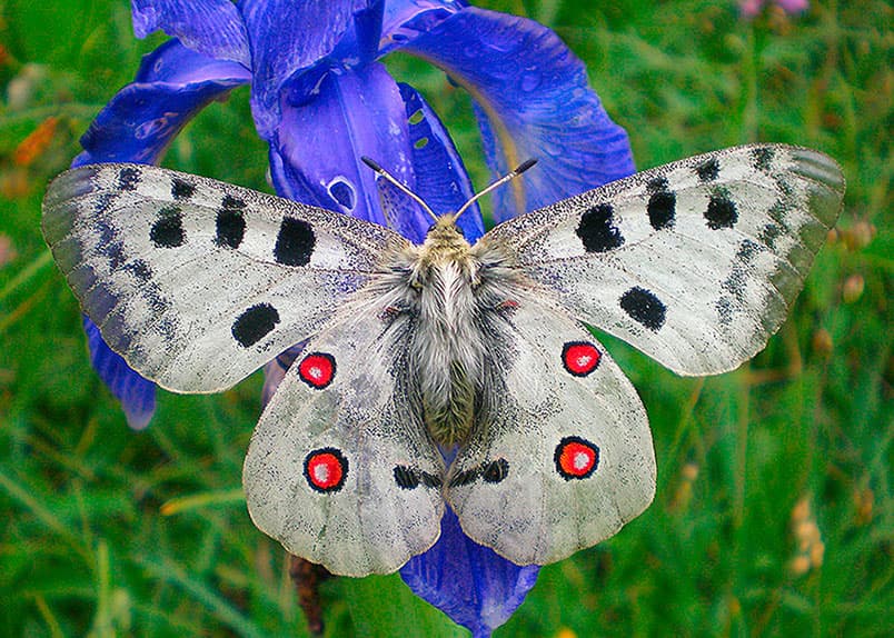 Apollo Butterfly (Parnassius apollo)