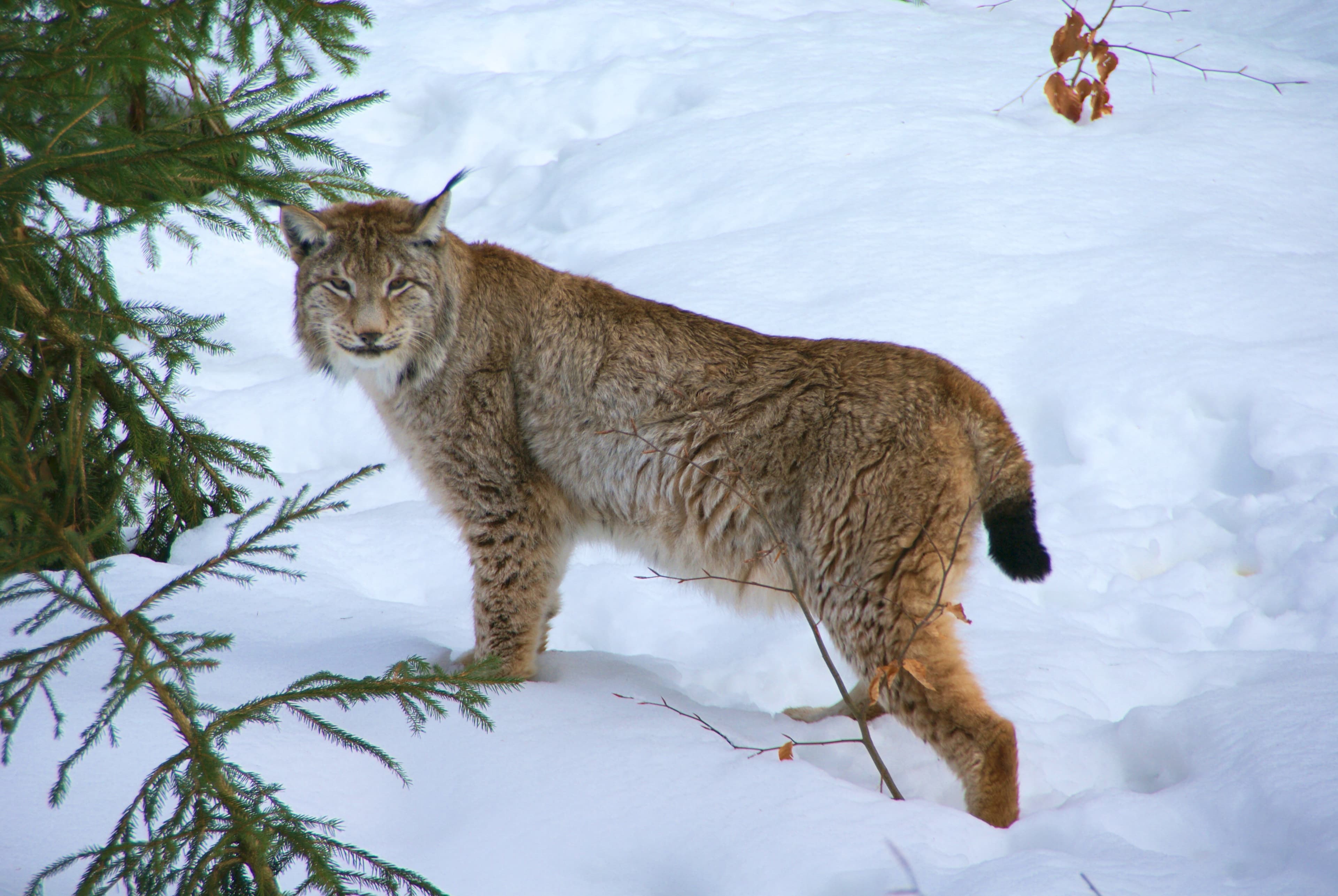 Balkan Lynx (Lynx lynx balcanicus)