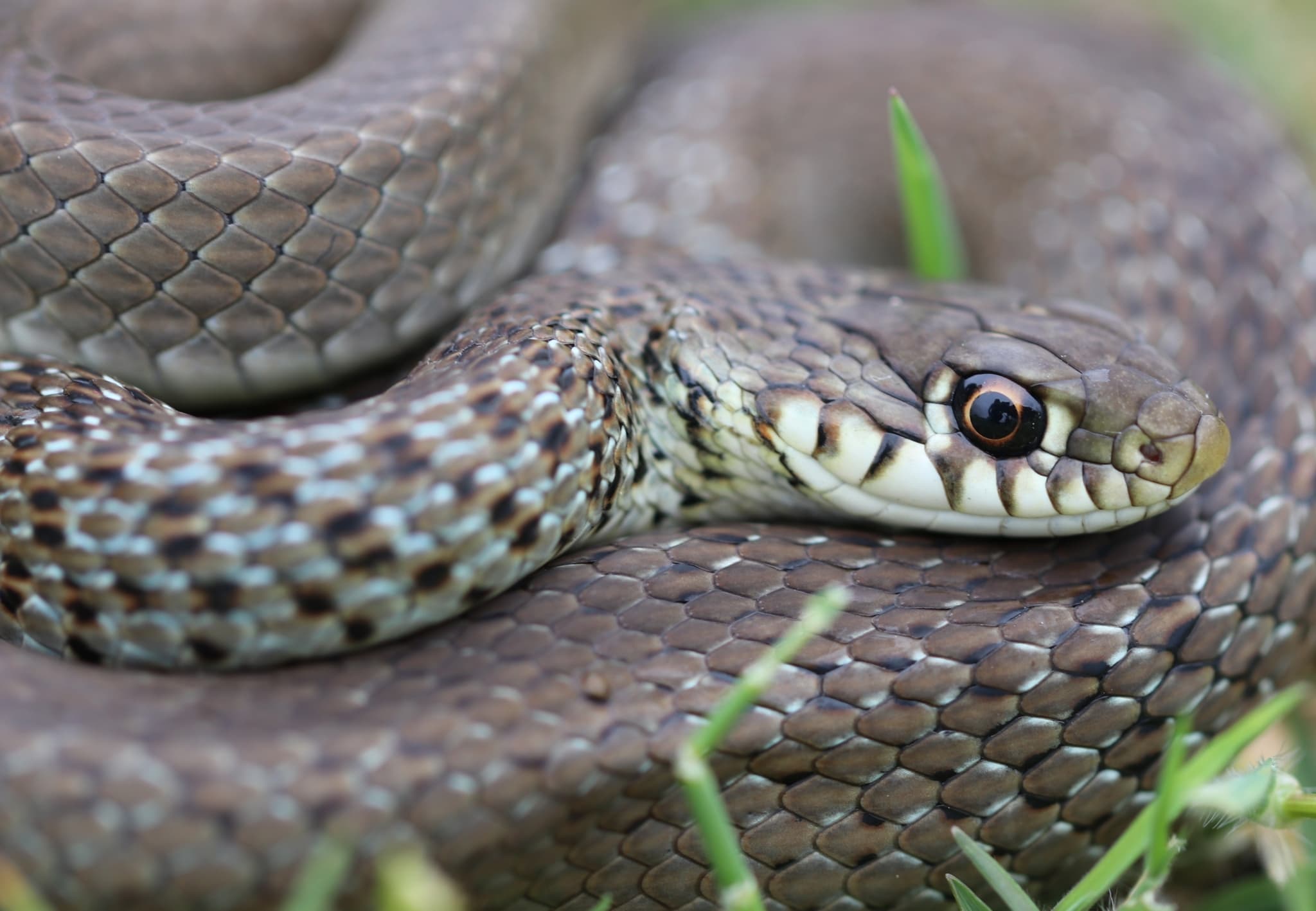 Balkan Whip Snake (Hierophis gemonensis)
