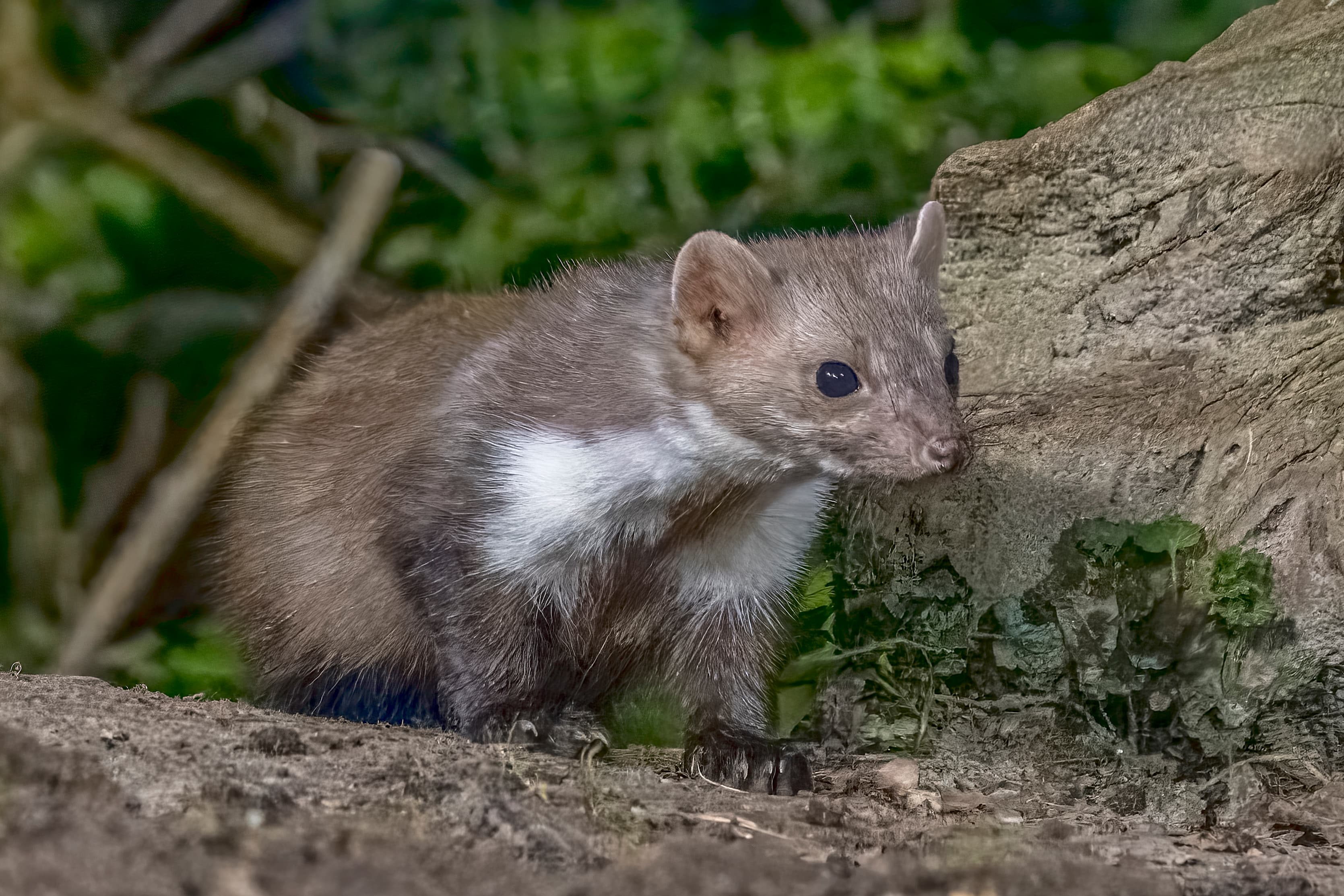 Beech Marten (Martes foina)