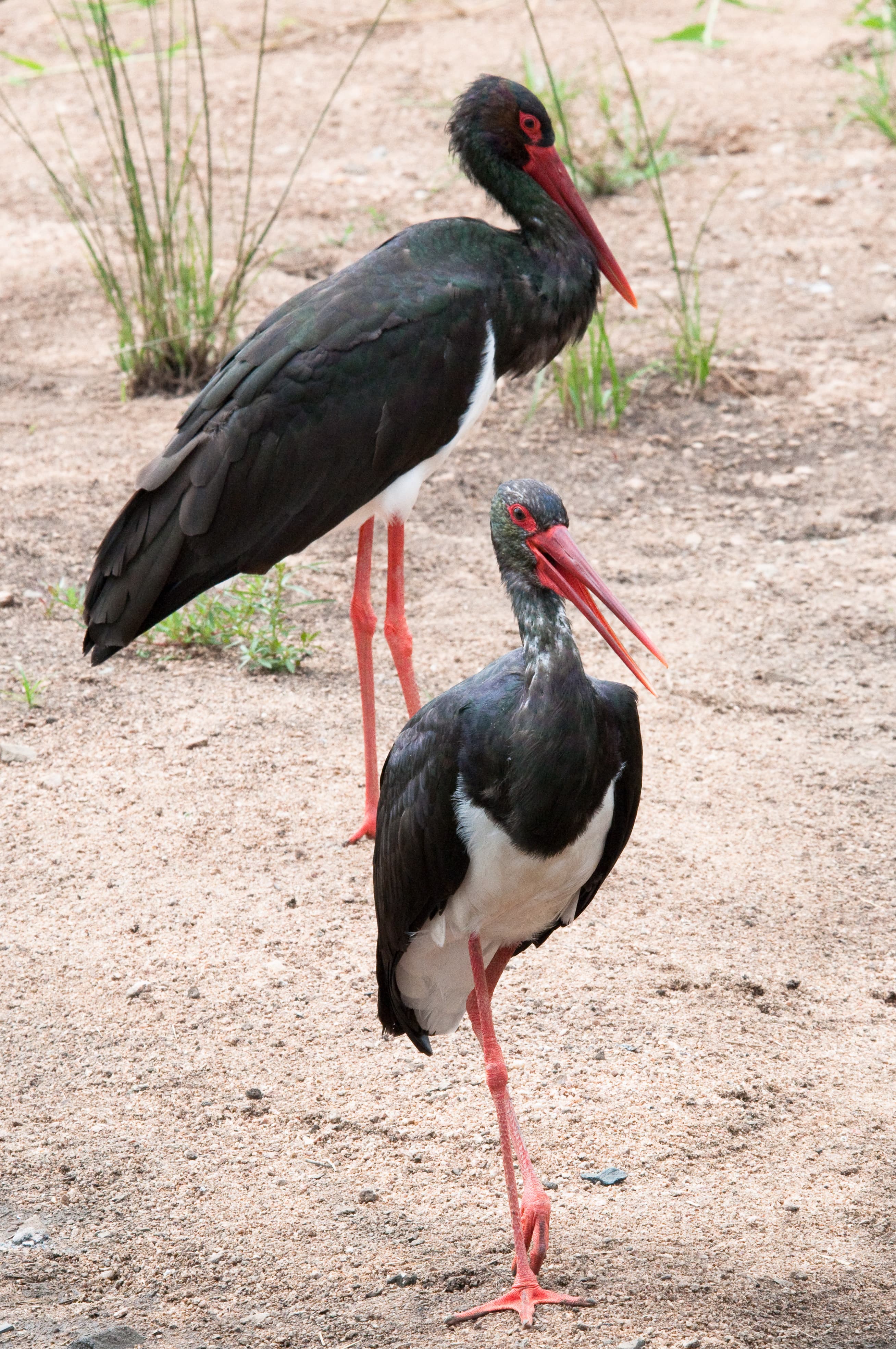 Black Stork (Ciconia nigra)