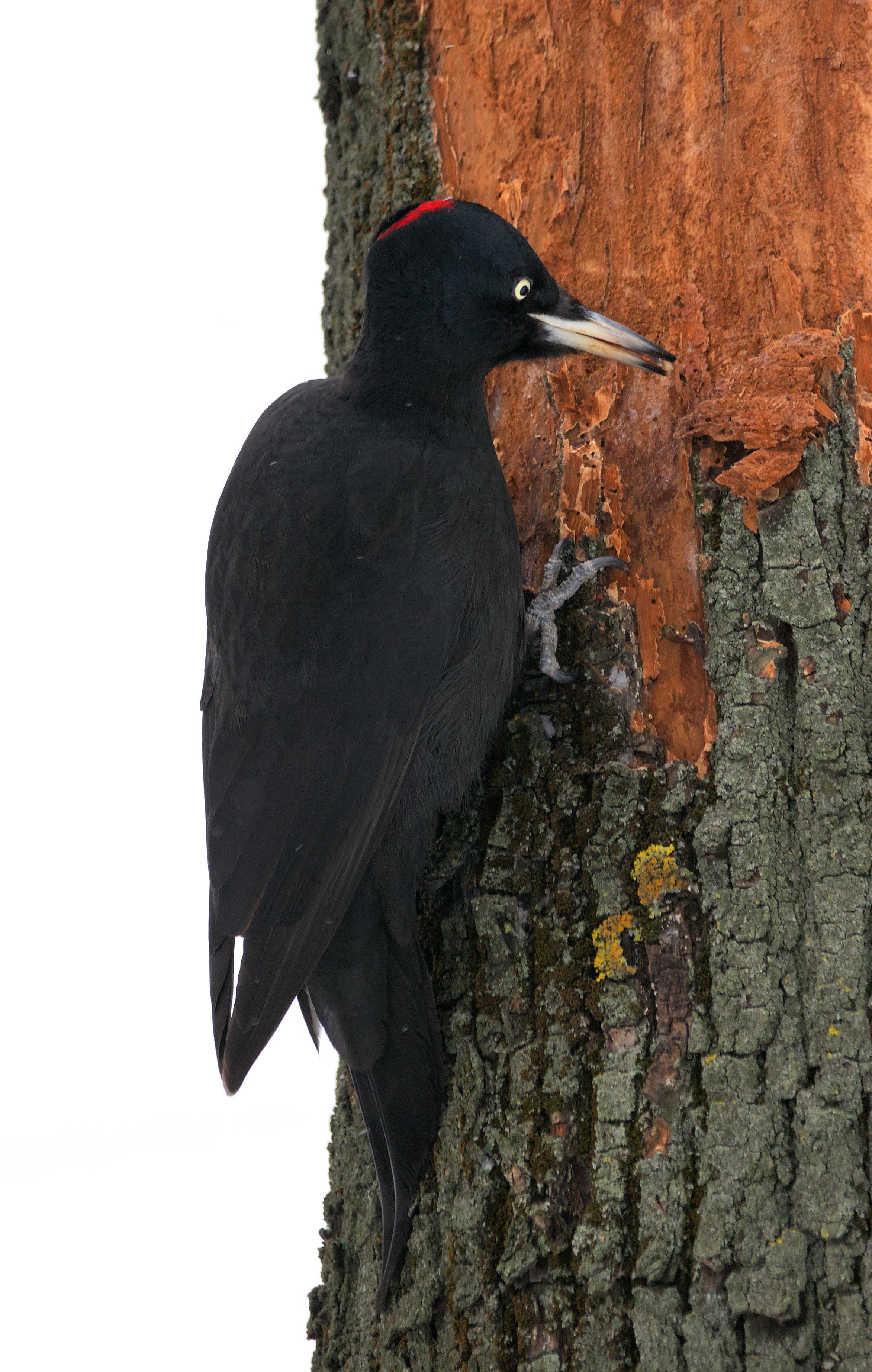 Black Woodpecker (Dryocopus martius)