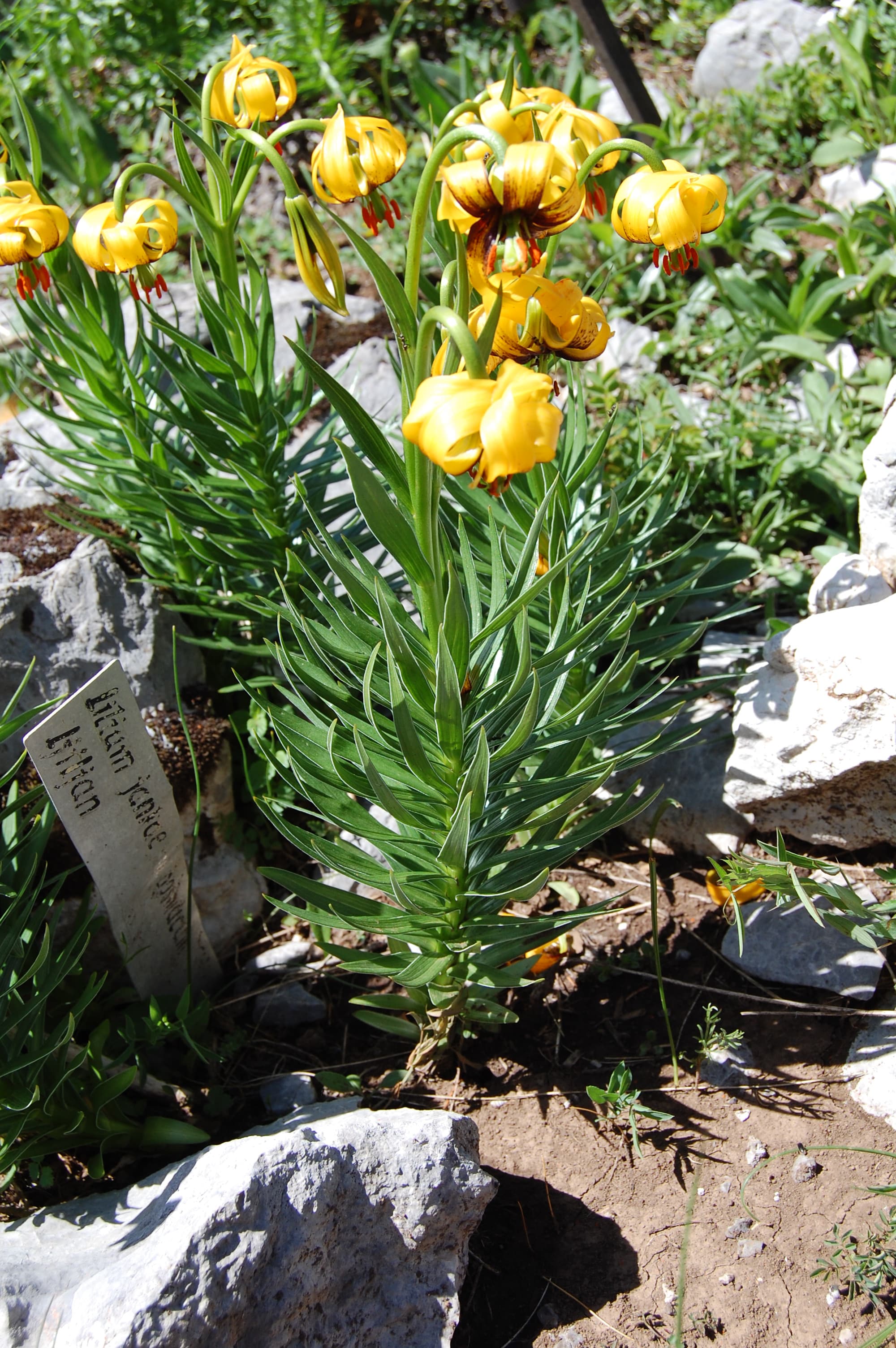 Bosnian Lily (Lilium bosniacum)