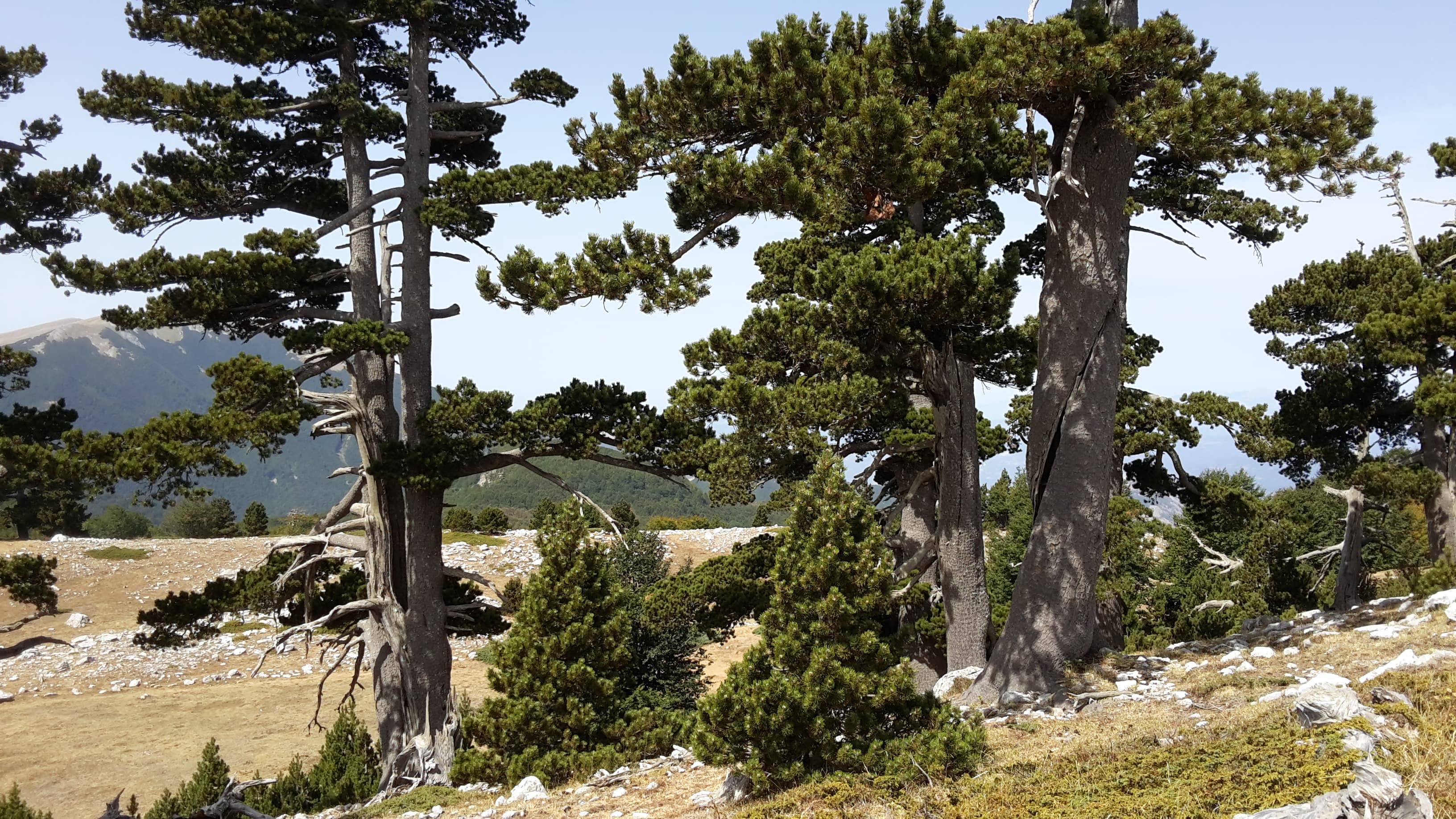 Bosnian Pine / Munika (Pinus heldreichii)