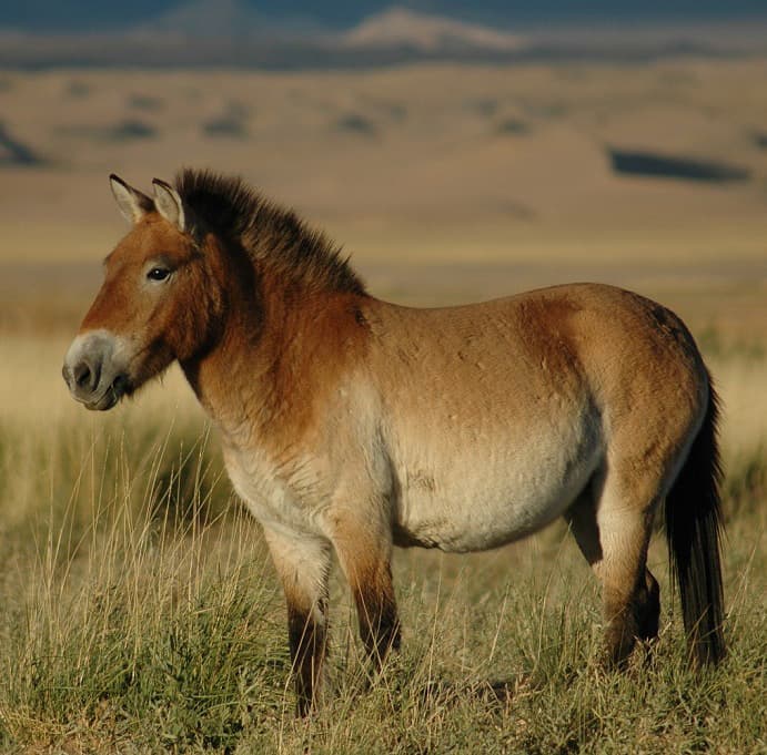 Bosnian Wild Horse (Equus ferus caballus (feral))