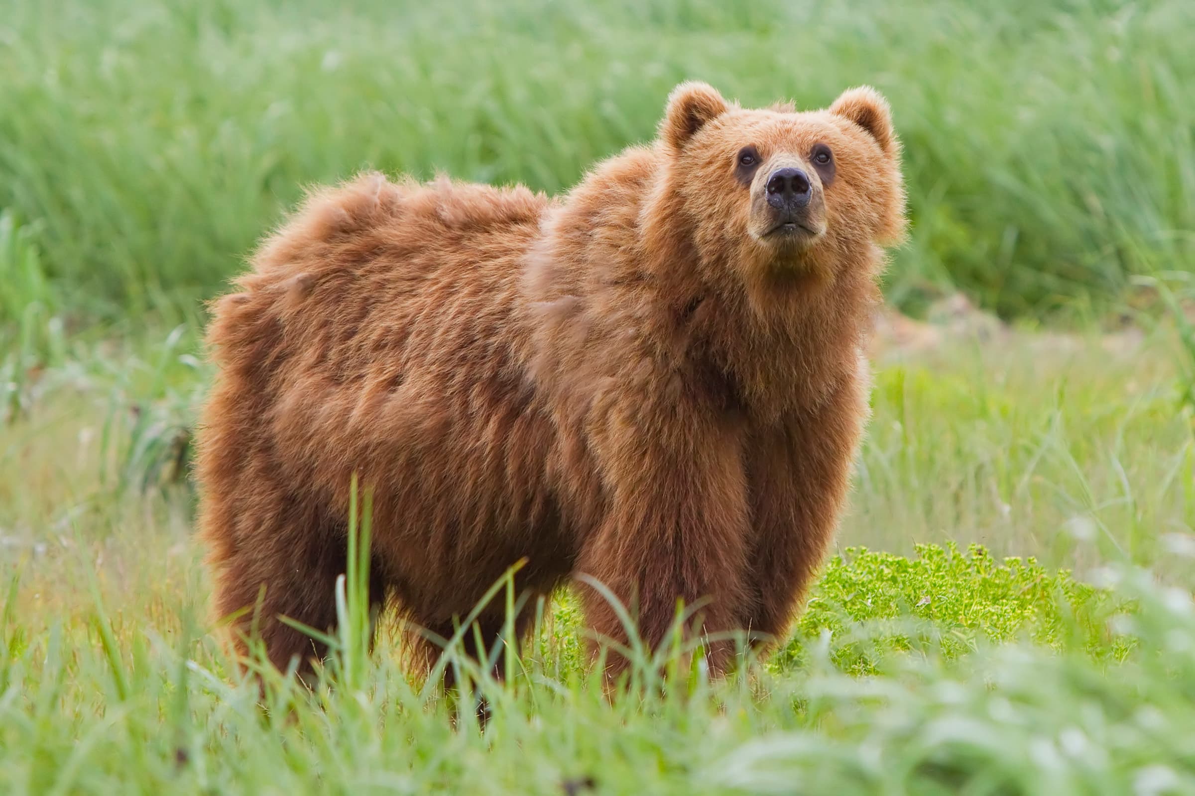 Brown Bear (Ursus arctos)