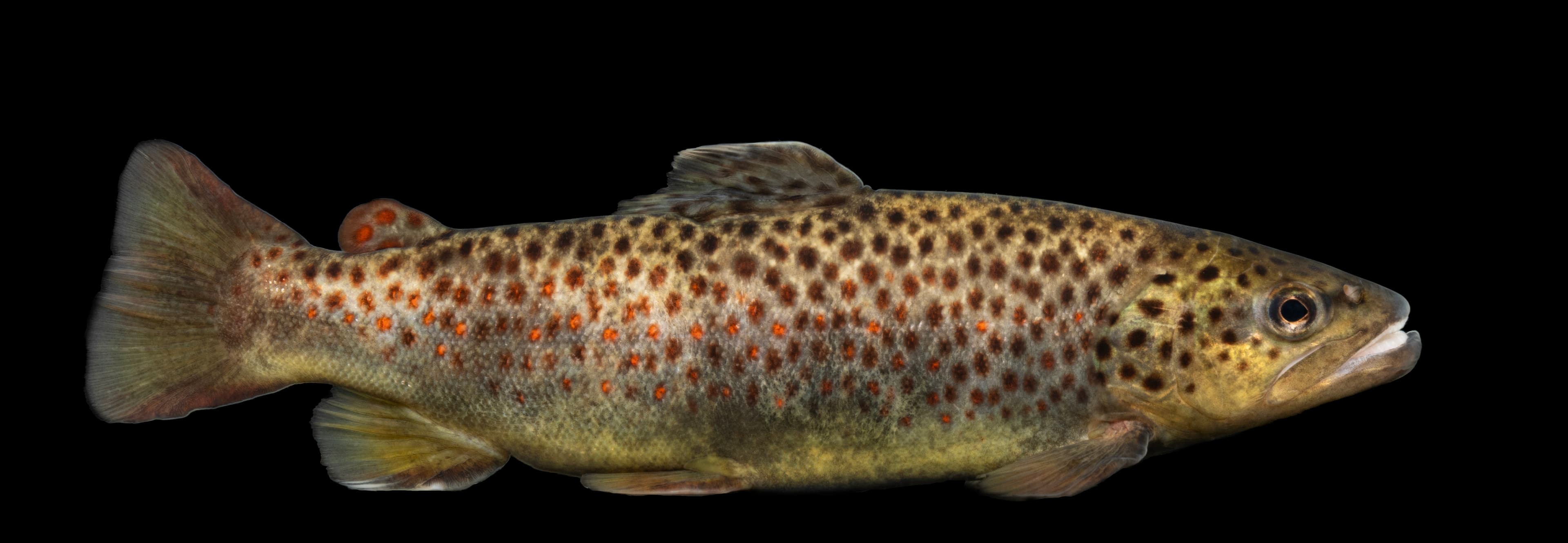 Brown Trout (Salmo trutta)