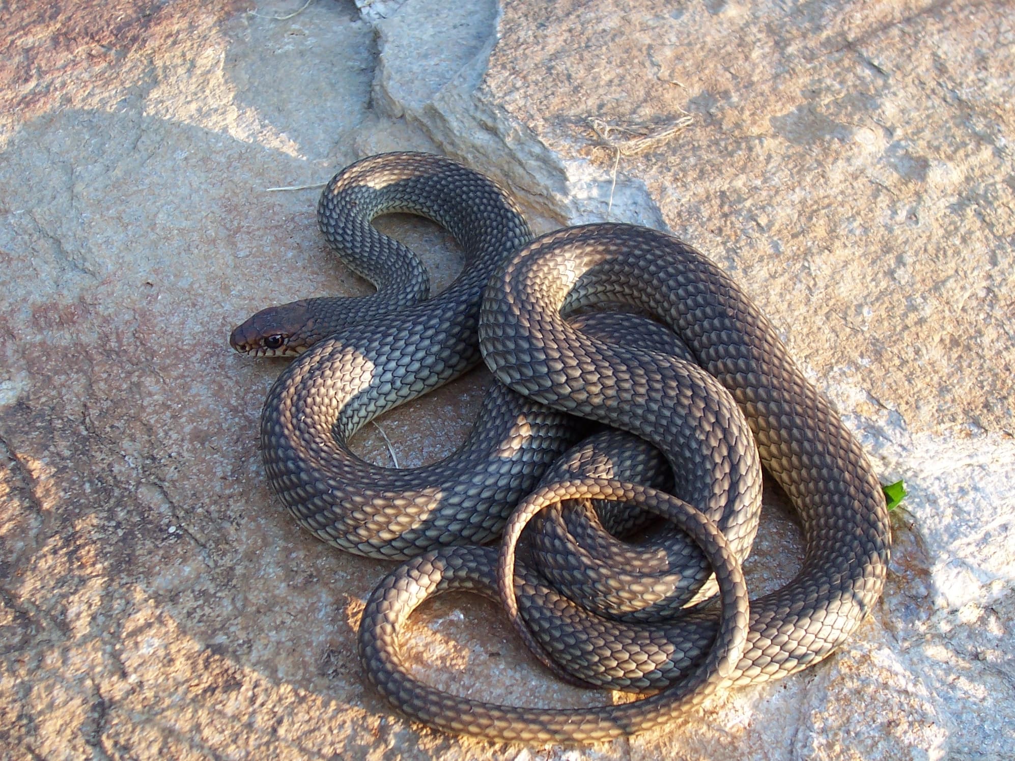 Caspian Whipsnake (Dolichophis caspius)