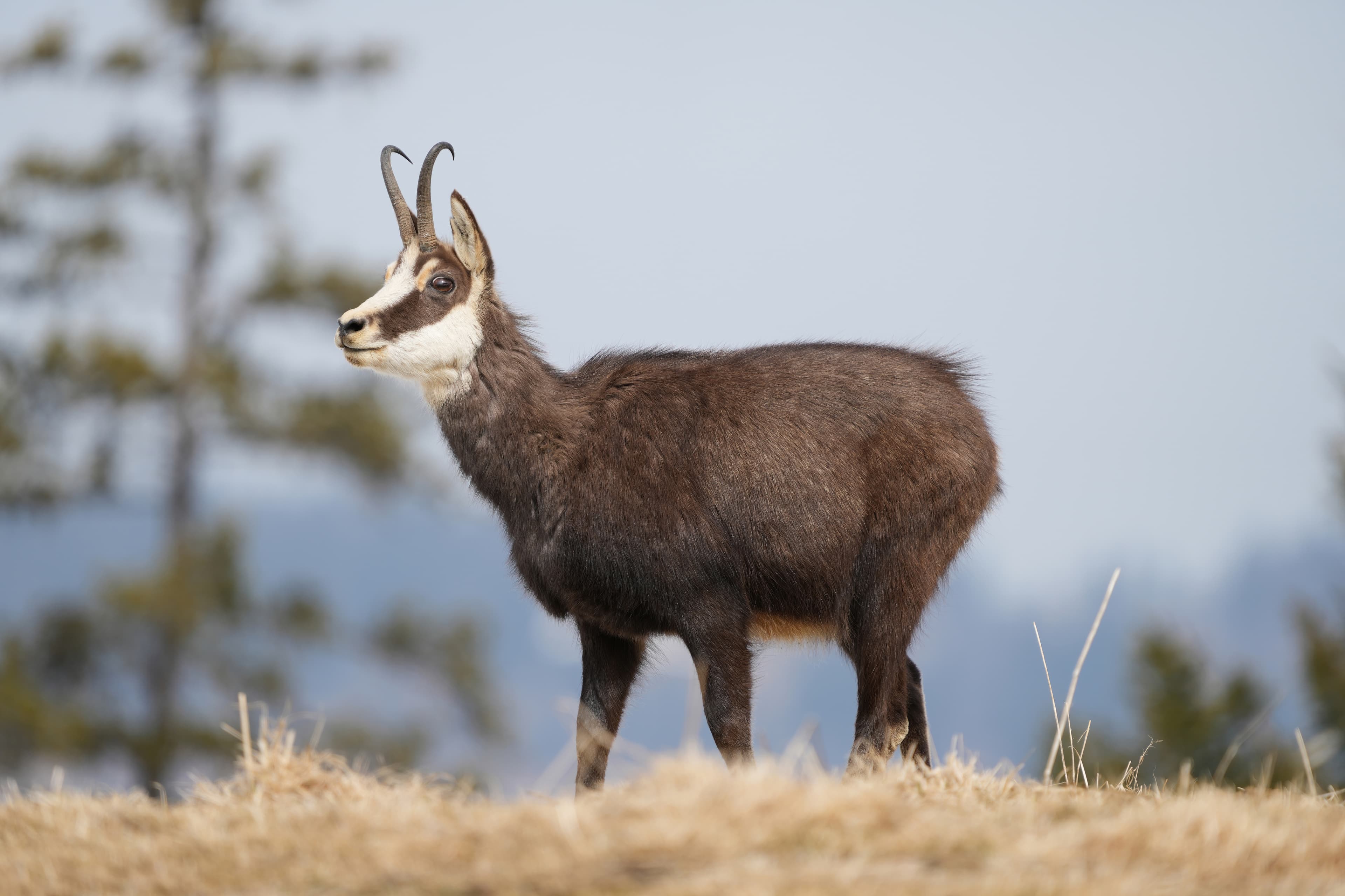 Chamois (Rupicapra rupicapra)
