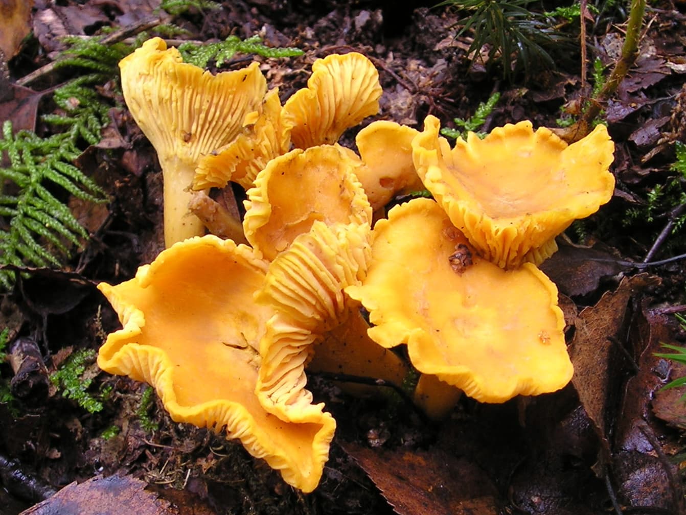 Chanterelle (Cantharellus cibarius)