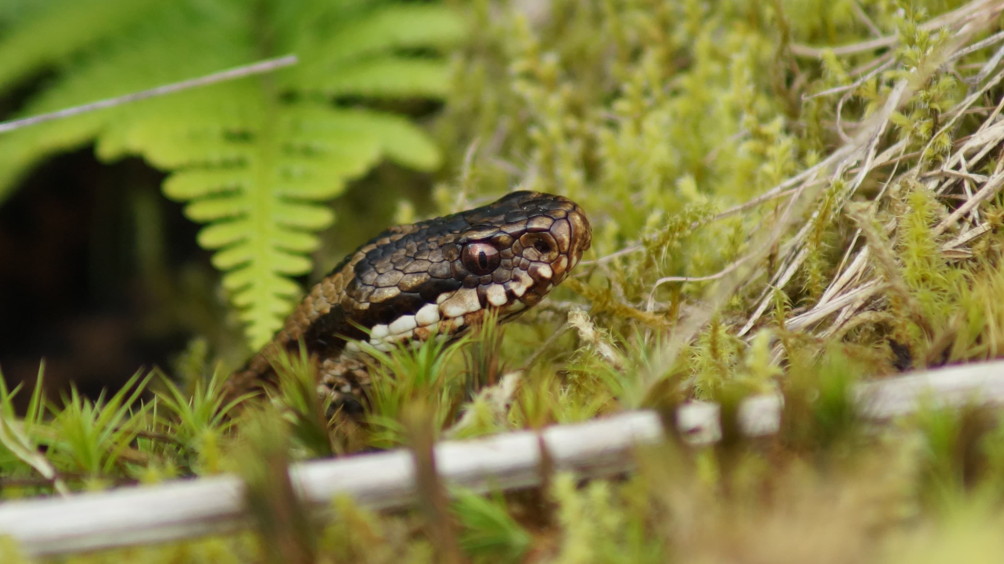 Common European Adder (Vipera berus)