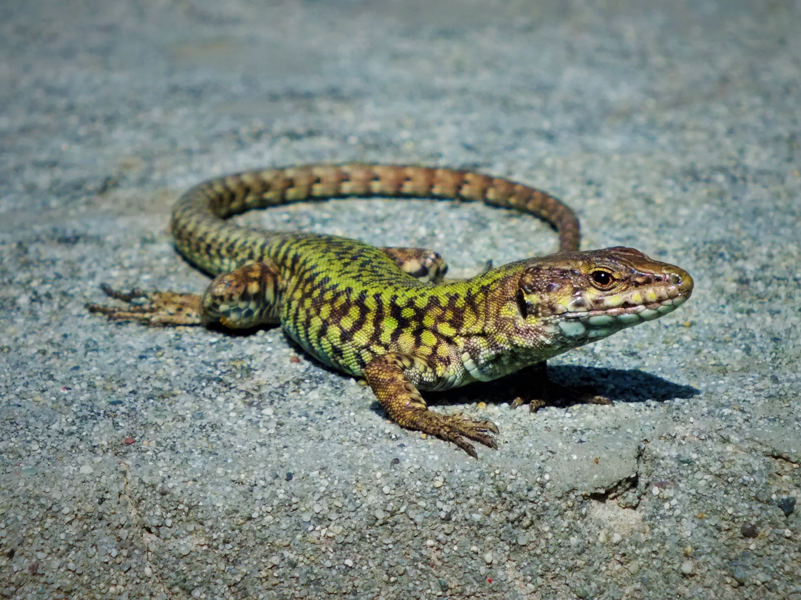 Common Wall Lizard (Podarcis muralis)