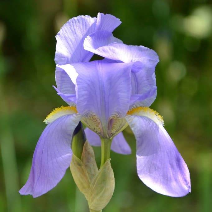 Dalmatian Iris (Iris pallida)