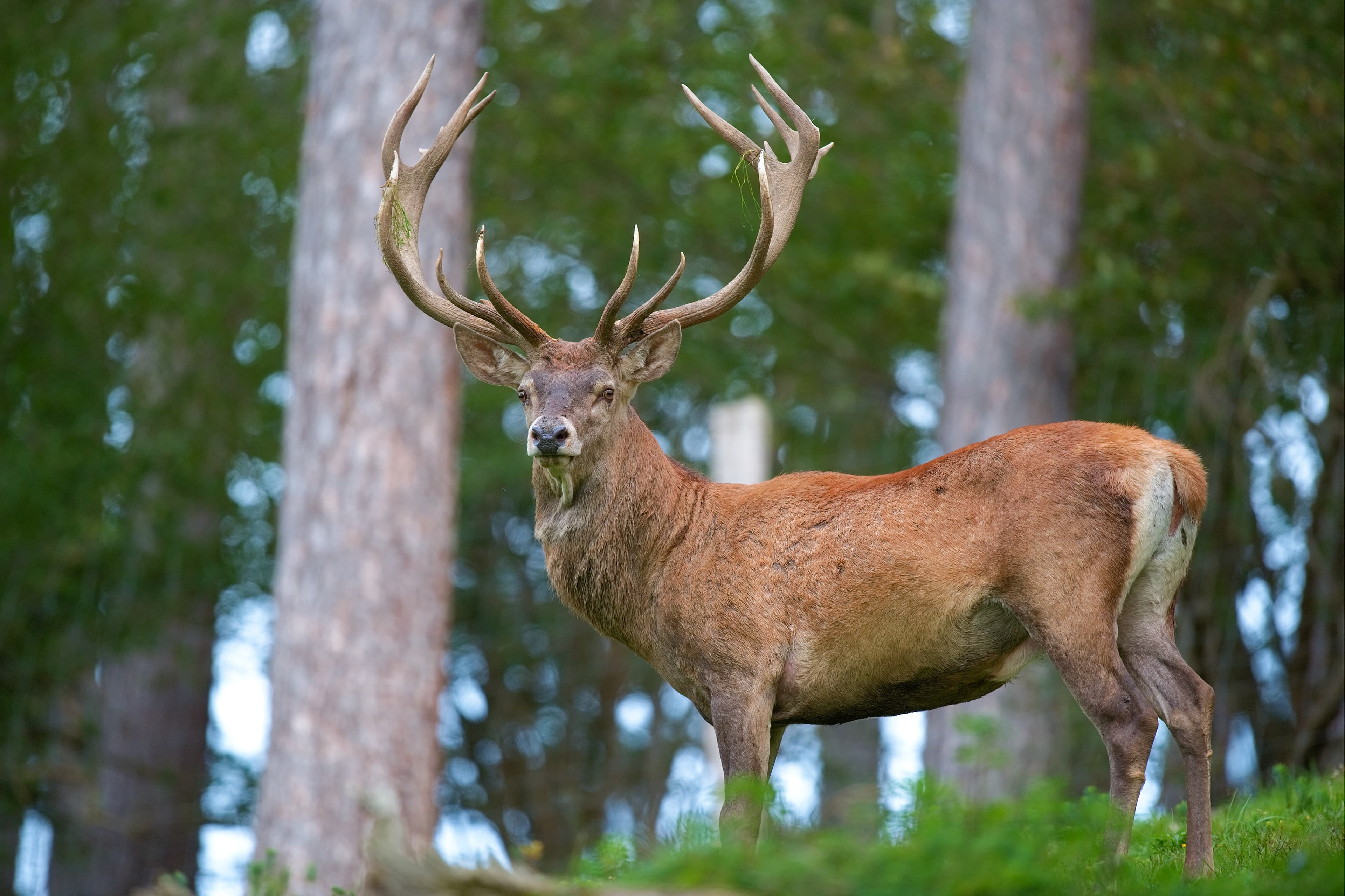 Red Deer & Roe Deer (Cervus elaphus / Capreolus capreolus)