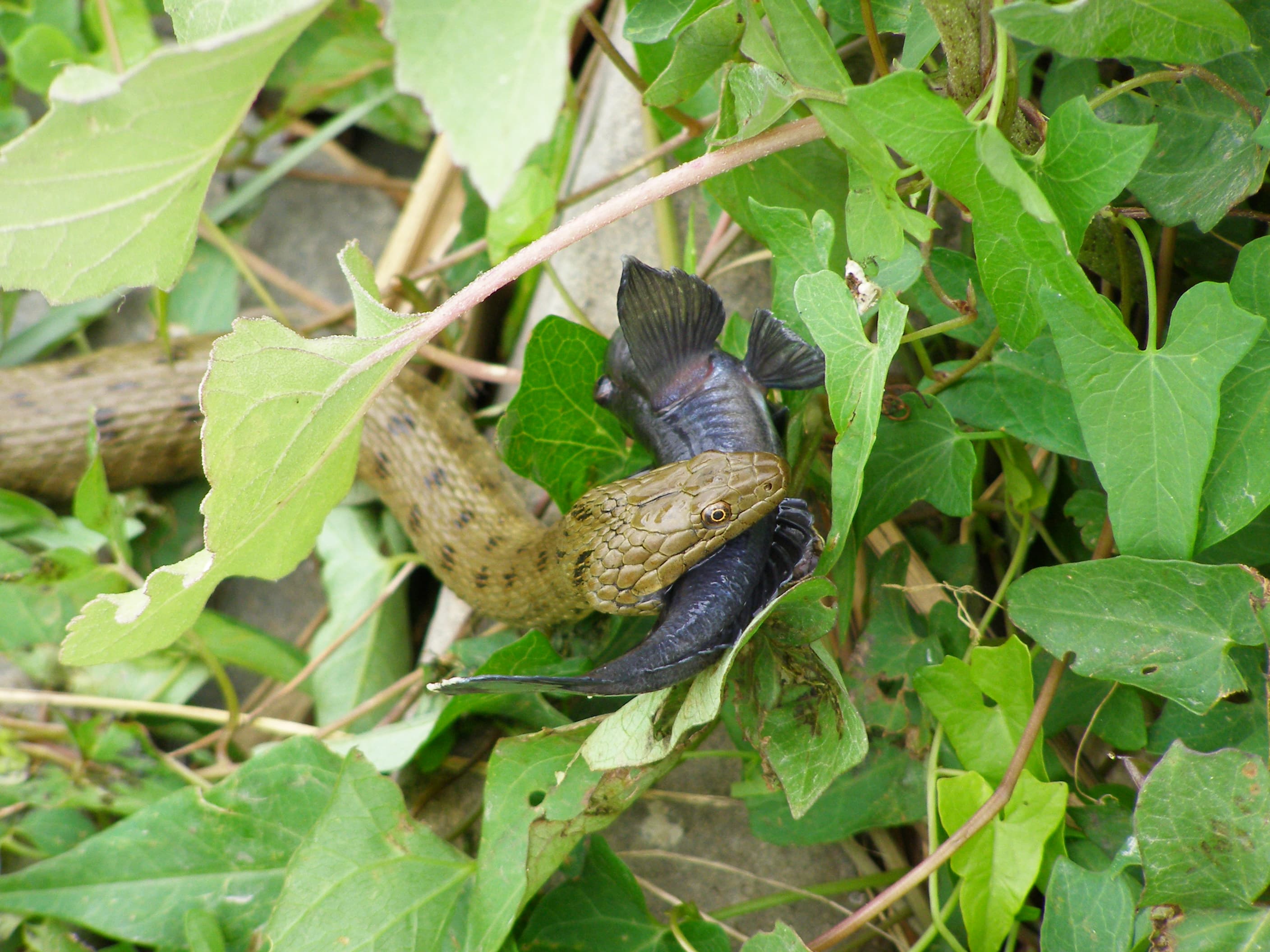 Dice Snake (Natrix tessellata)