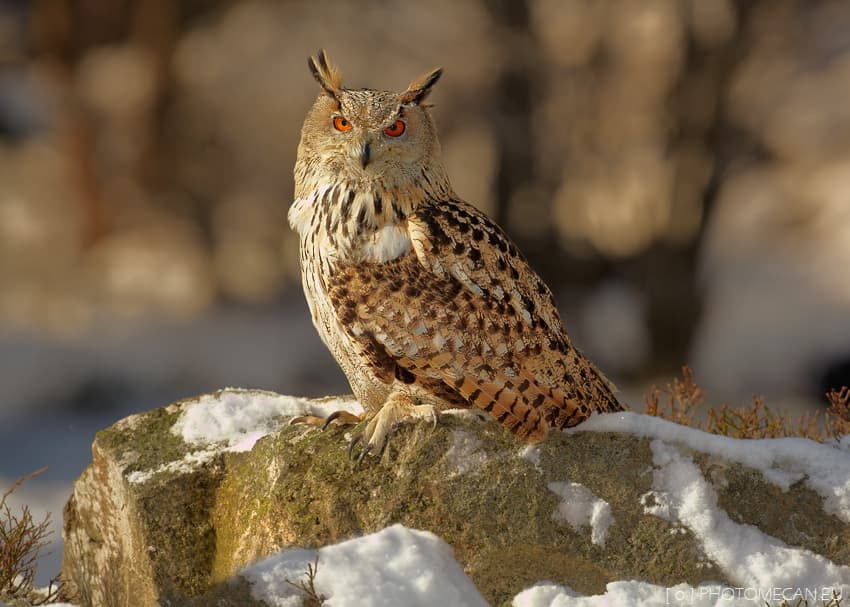 Eurasian Eagle-Owl (Bubo bubo)