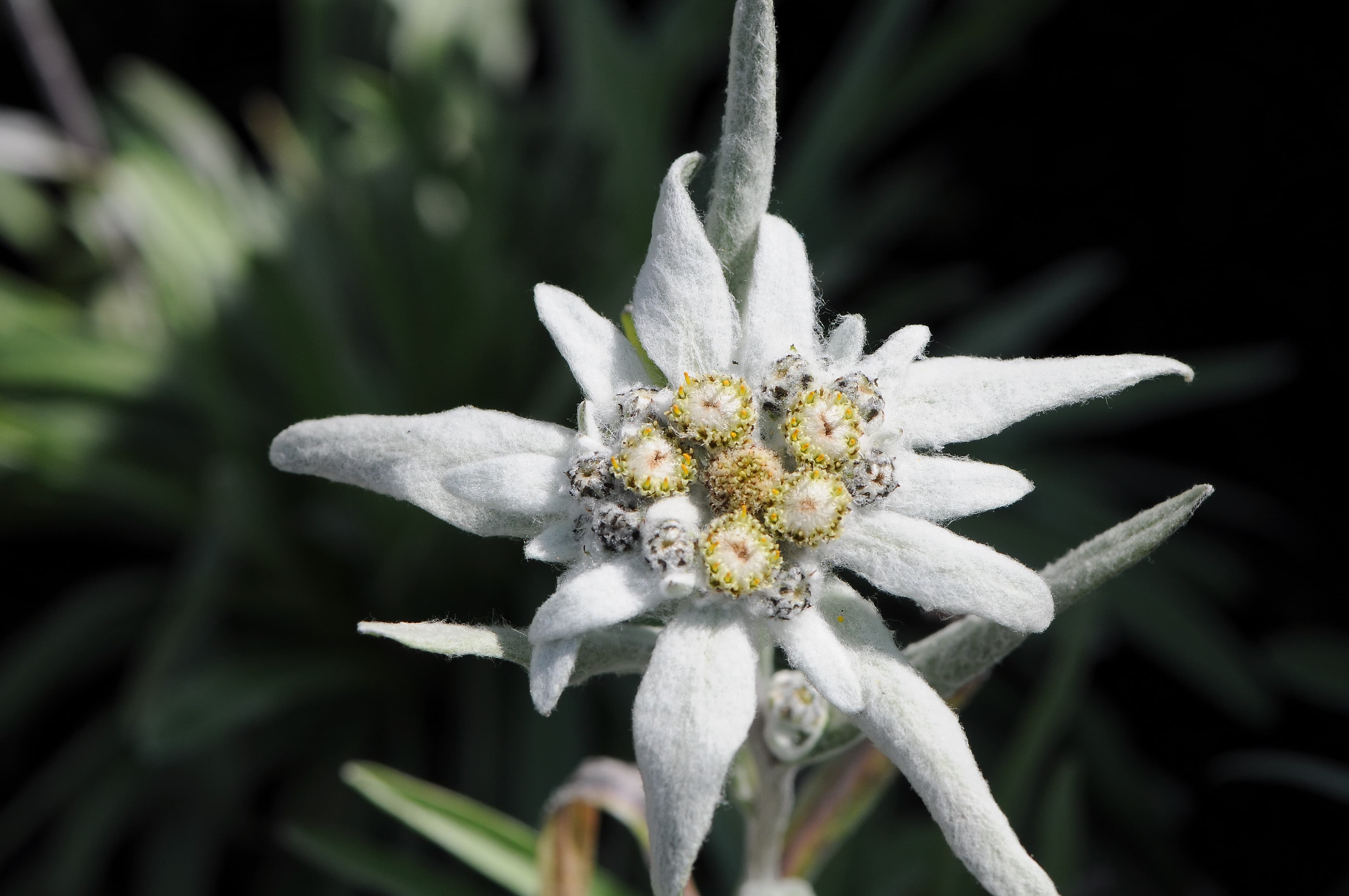 Edelweiss (Leontopodium nivale)