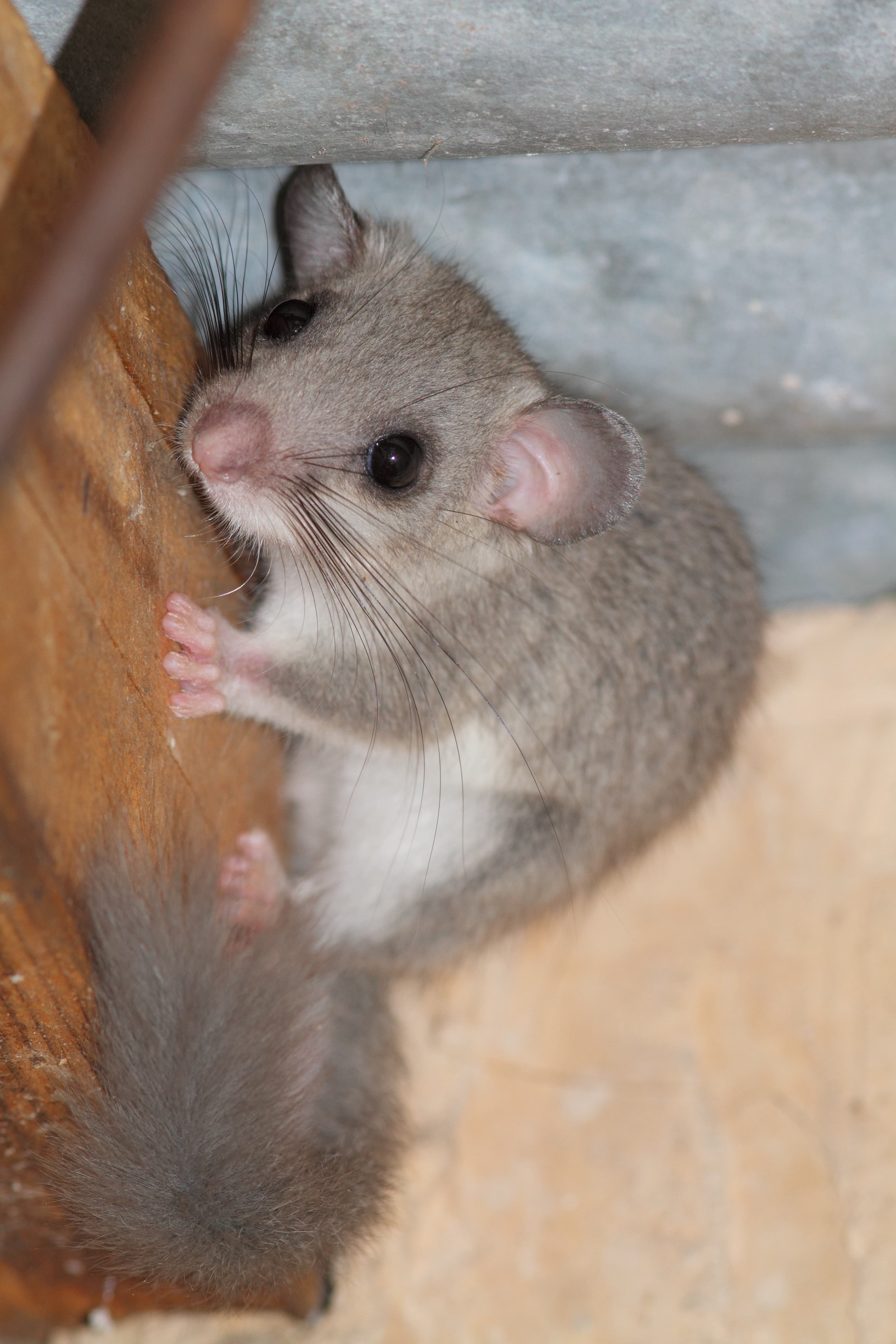 Edible Dormouse (Glis glis)