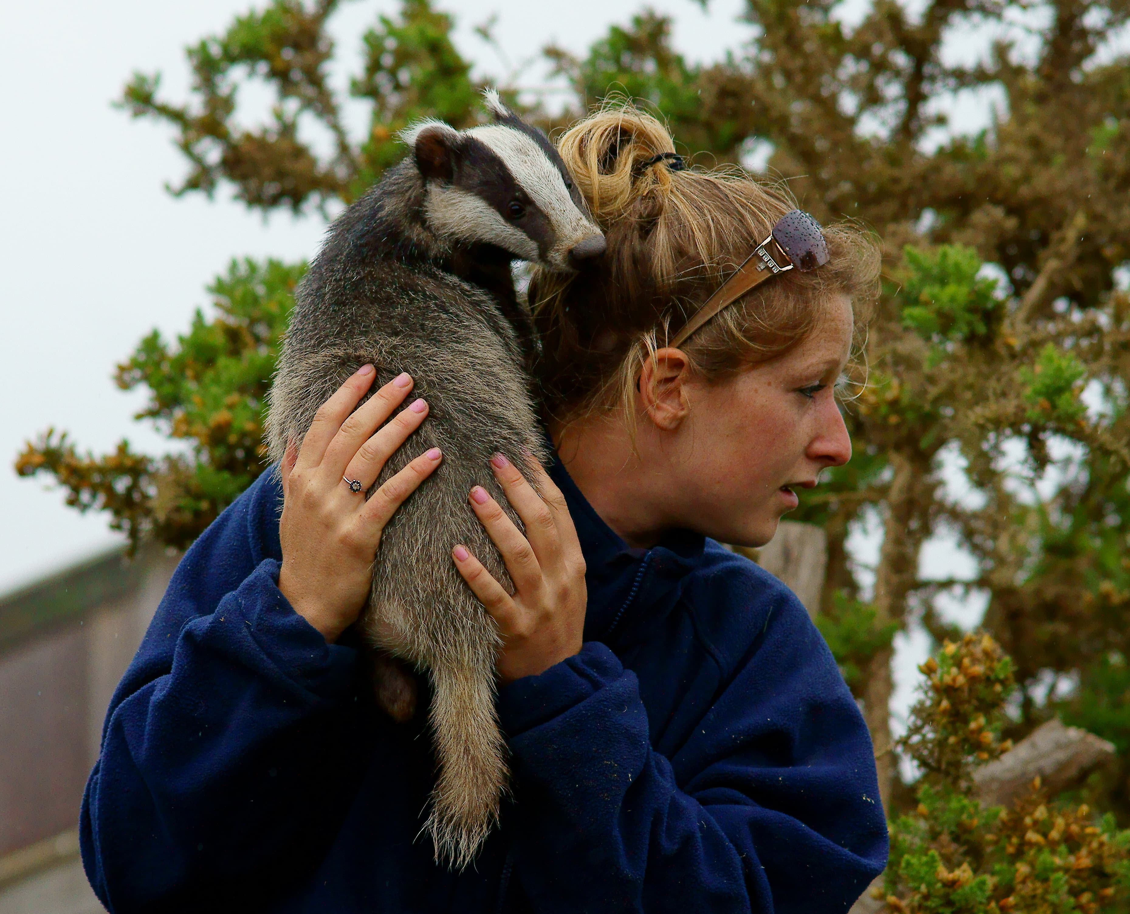 Eurasian Badger (Meles meles)