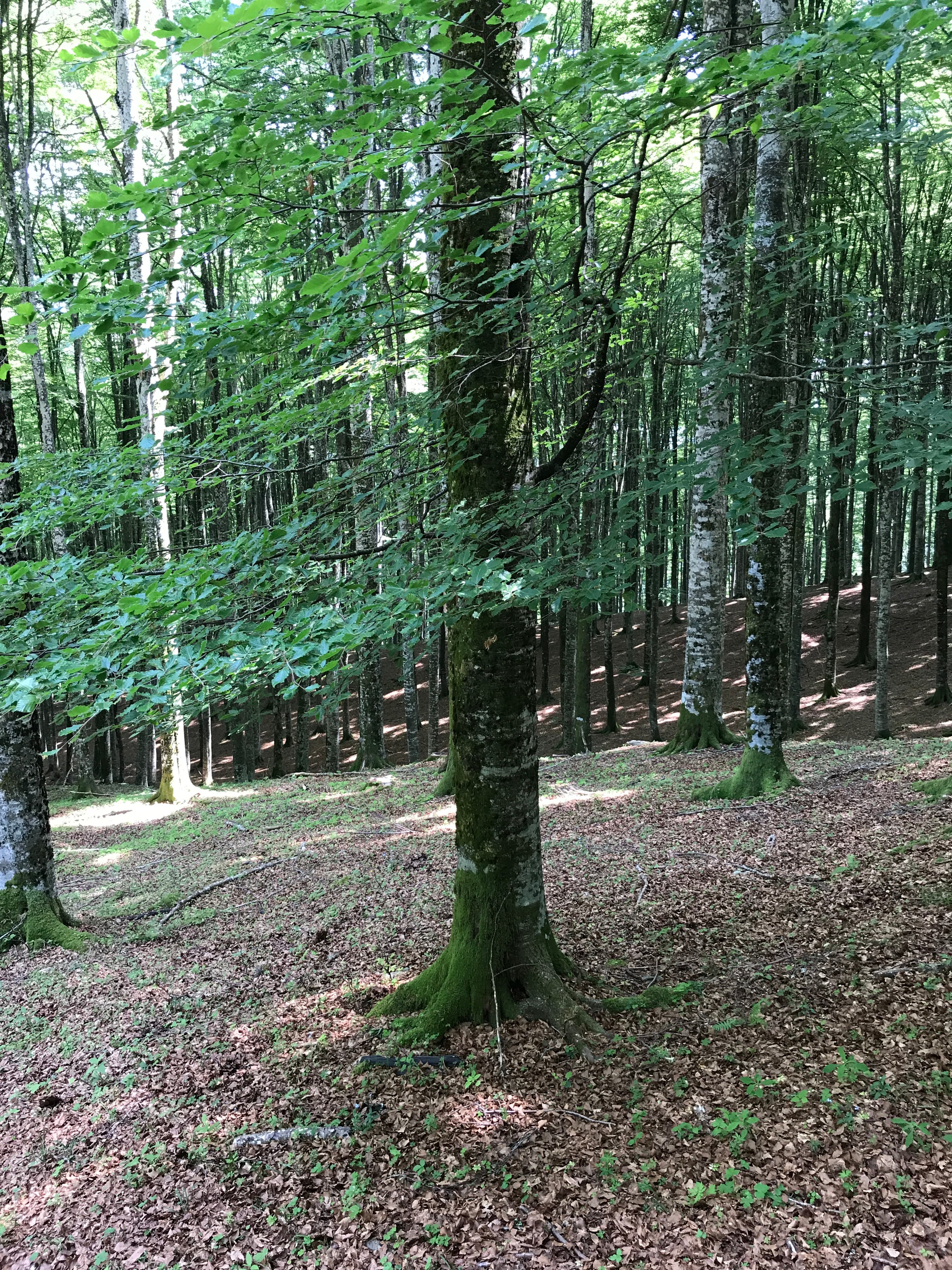 European Beech – Primeval Forest (Fagus sylvatica)