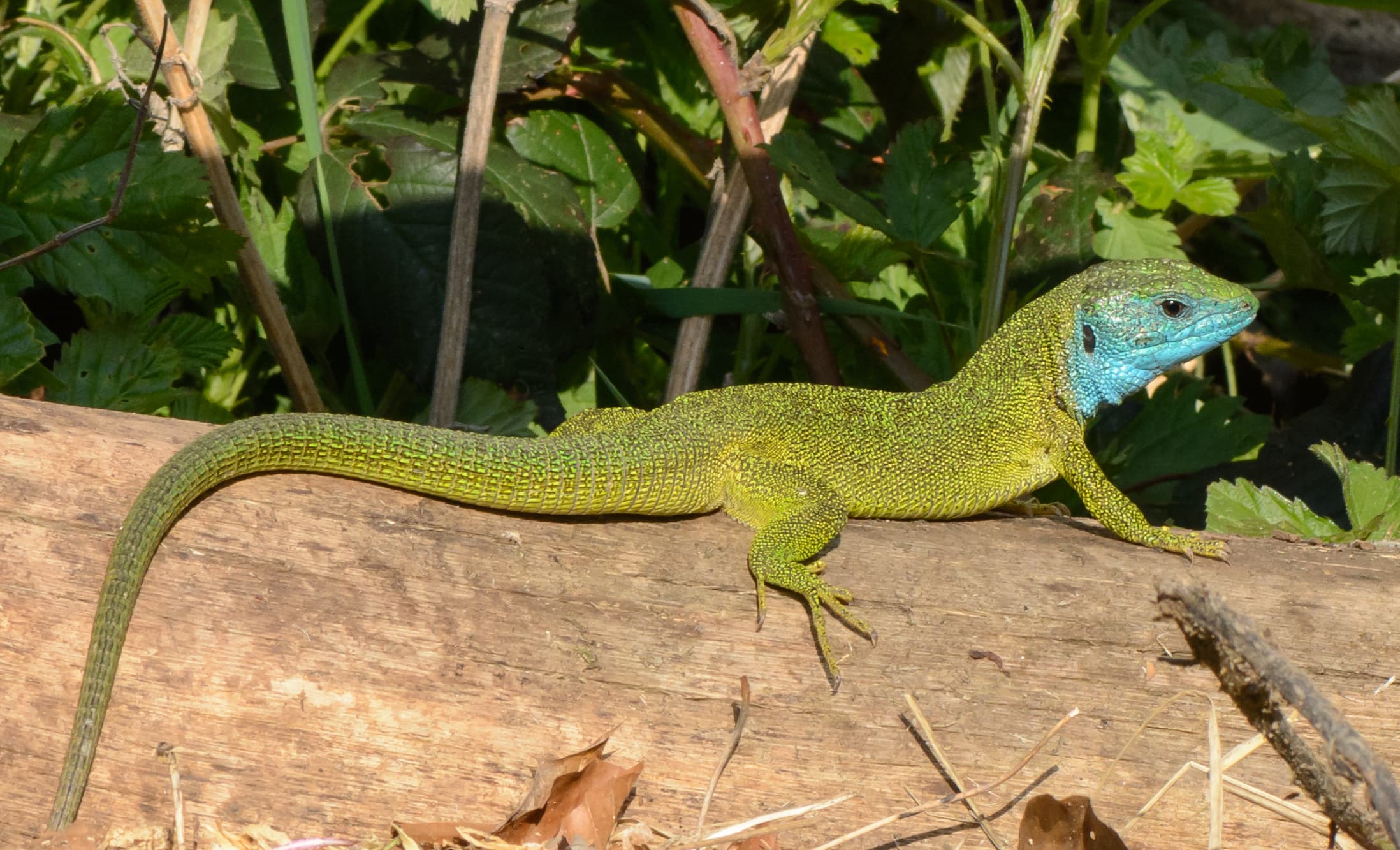 European Green Lizard (Lacerta viridis)
