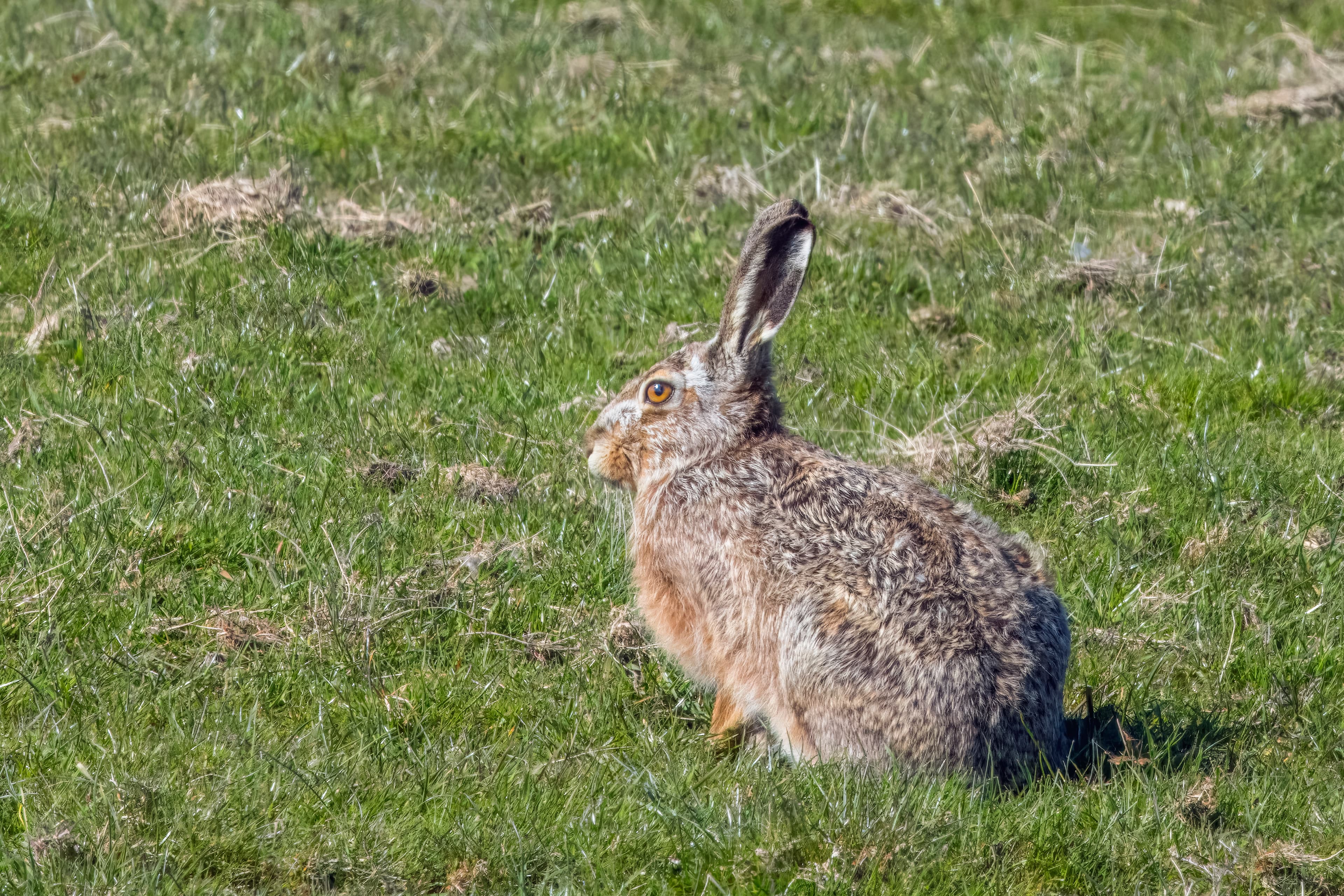 European Hare (Lepus europaeus)