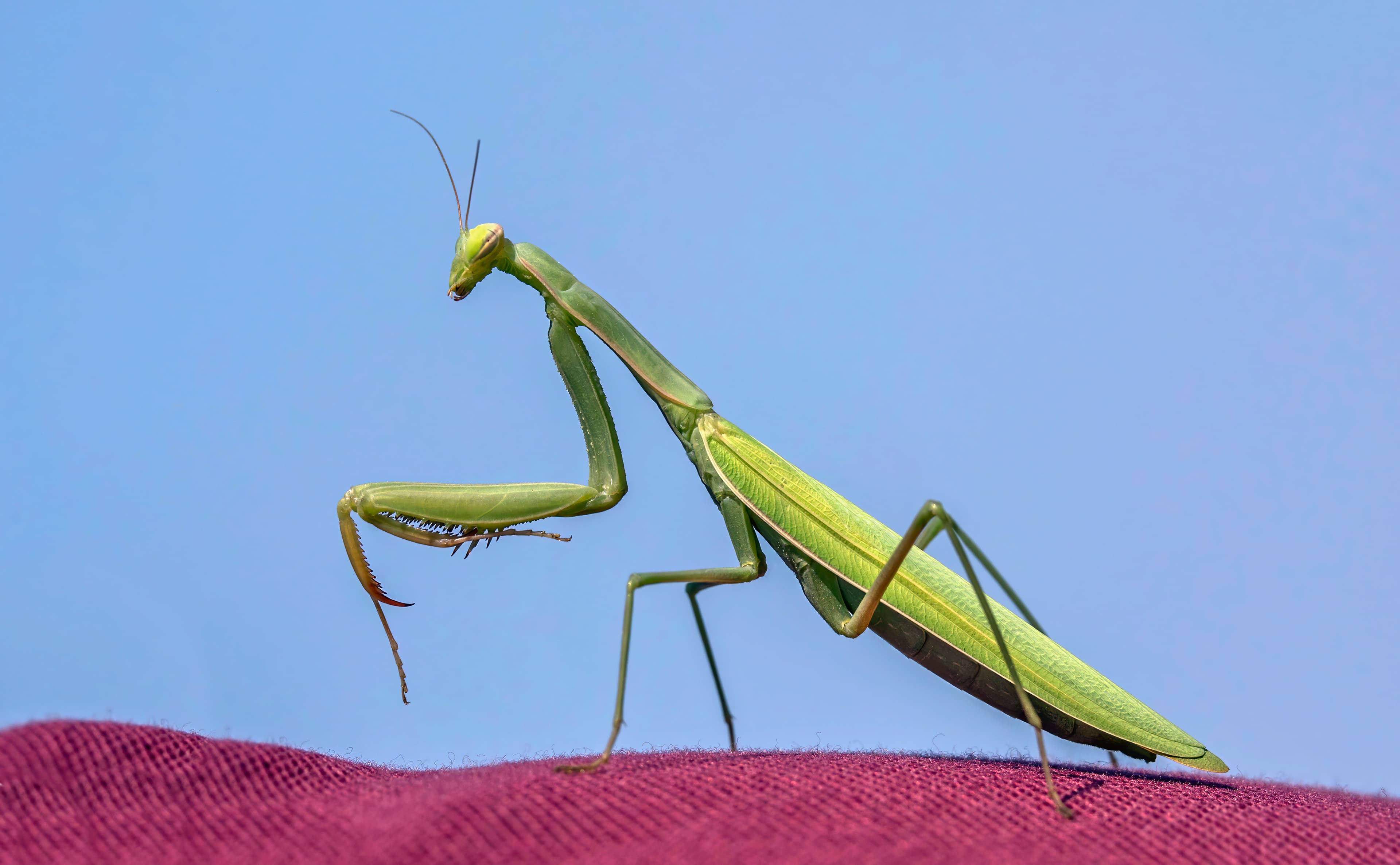European Mantis (Mantis religiosa)