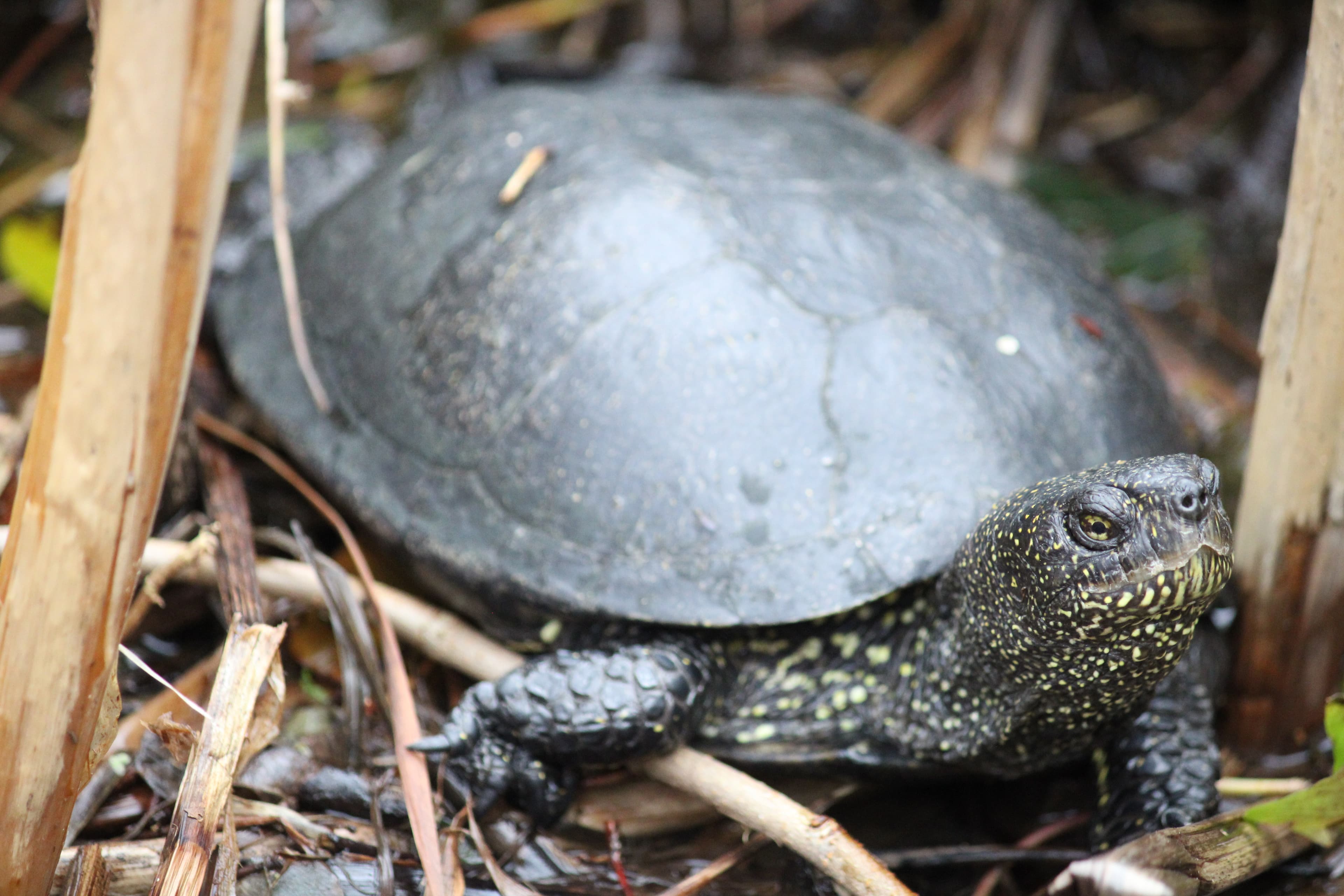 European Pond Turtle (Emys orbicularis)