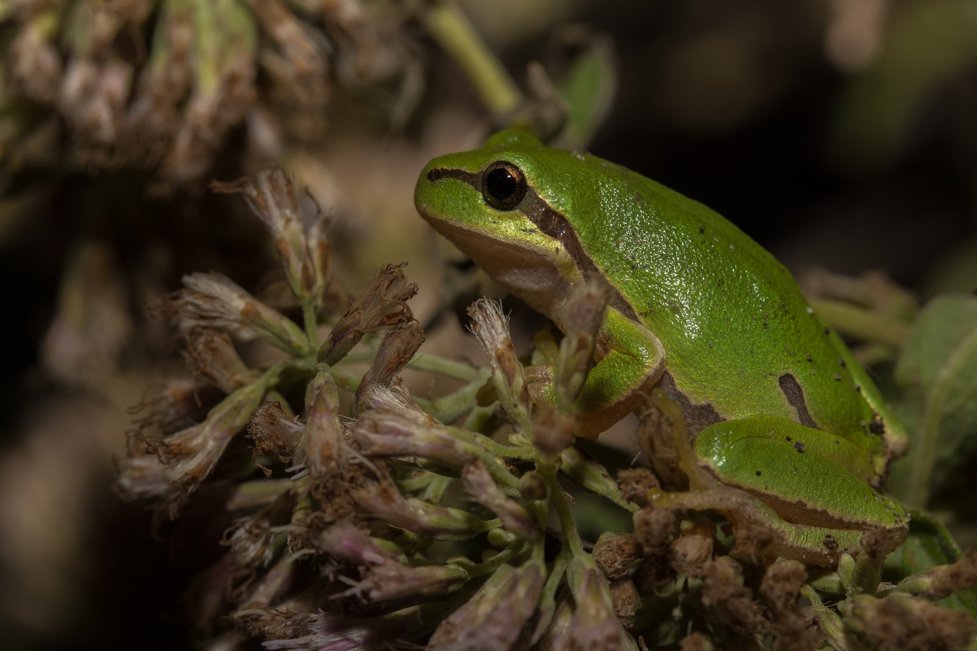 European Tree Frog (Hyla arborea)