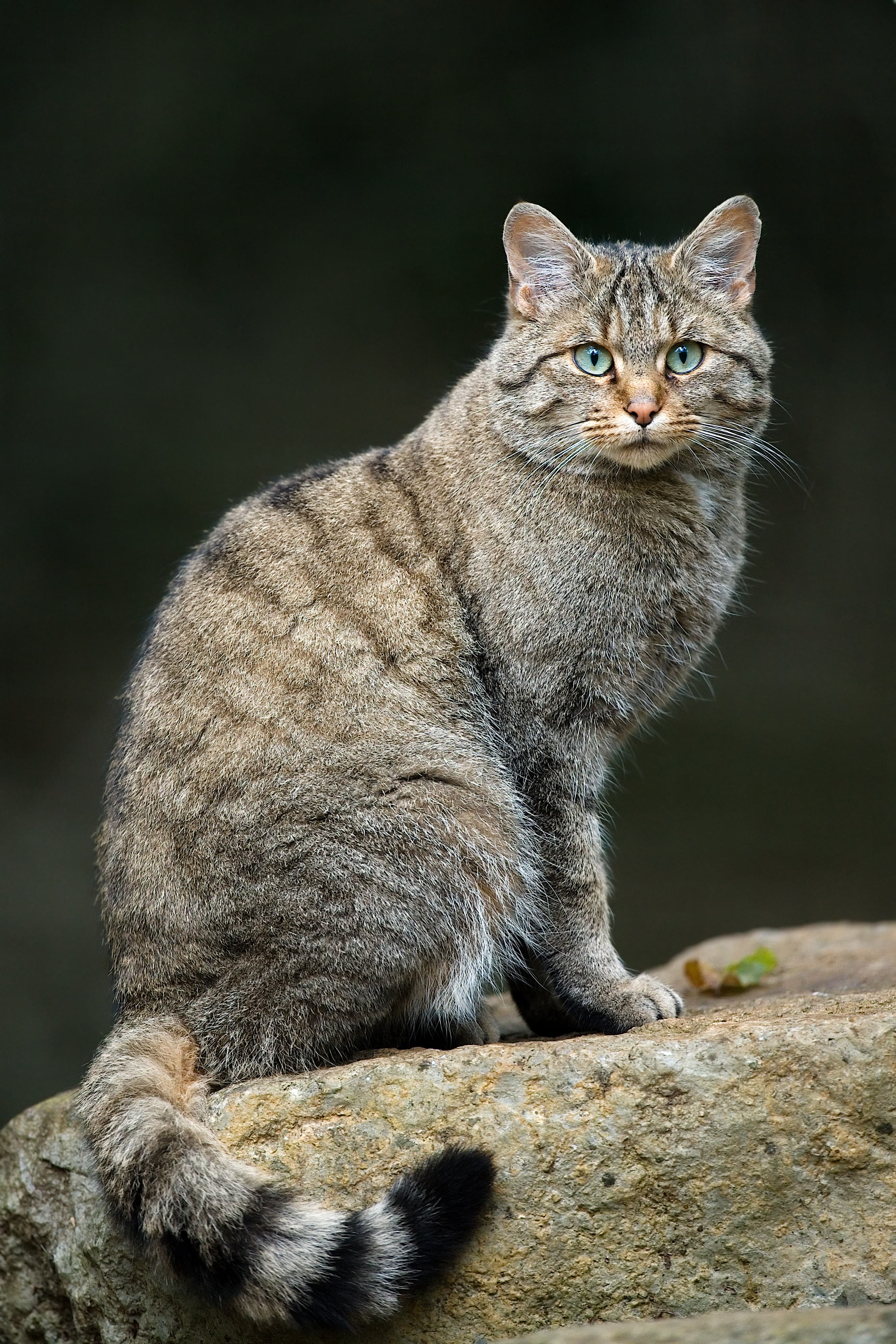 European Wildcat (Felis silvestris)