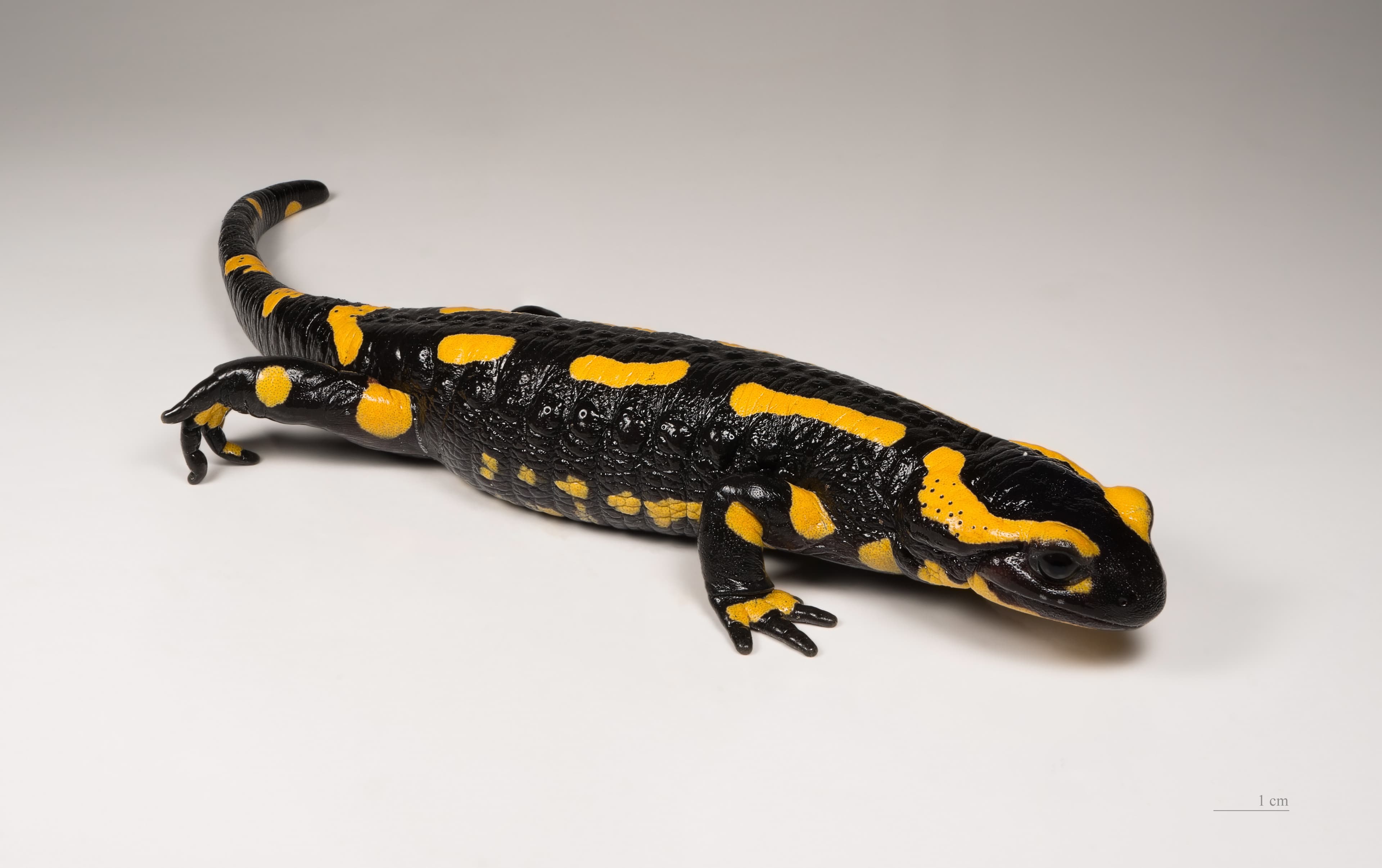 Fire Salamander (Salamandra salamandra)
