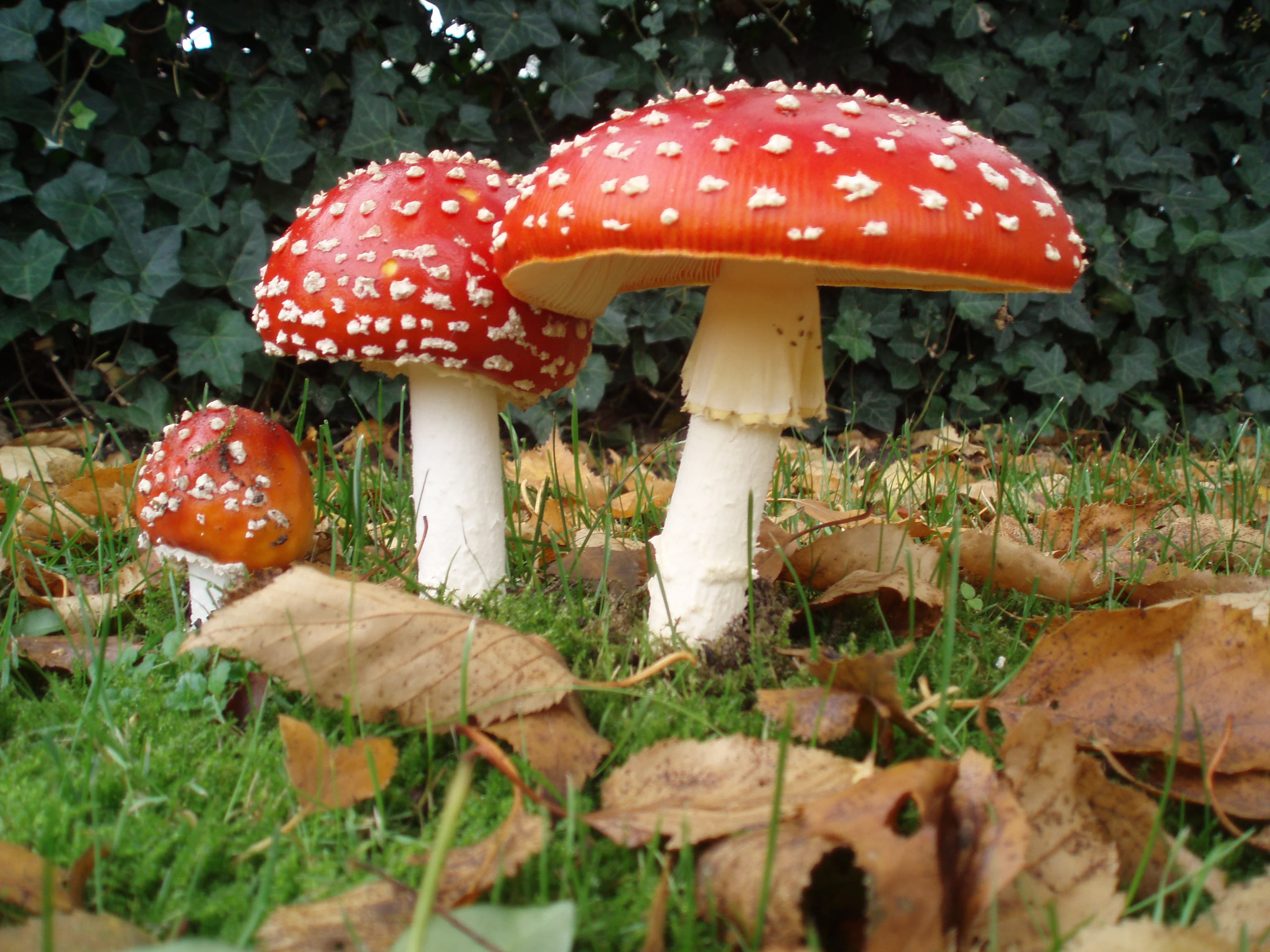 Fly Agaric (Amanita muscaria)