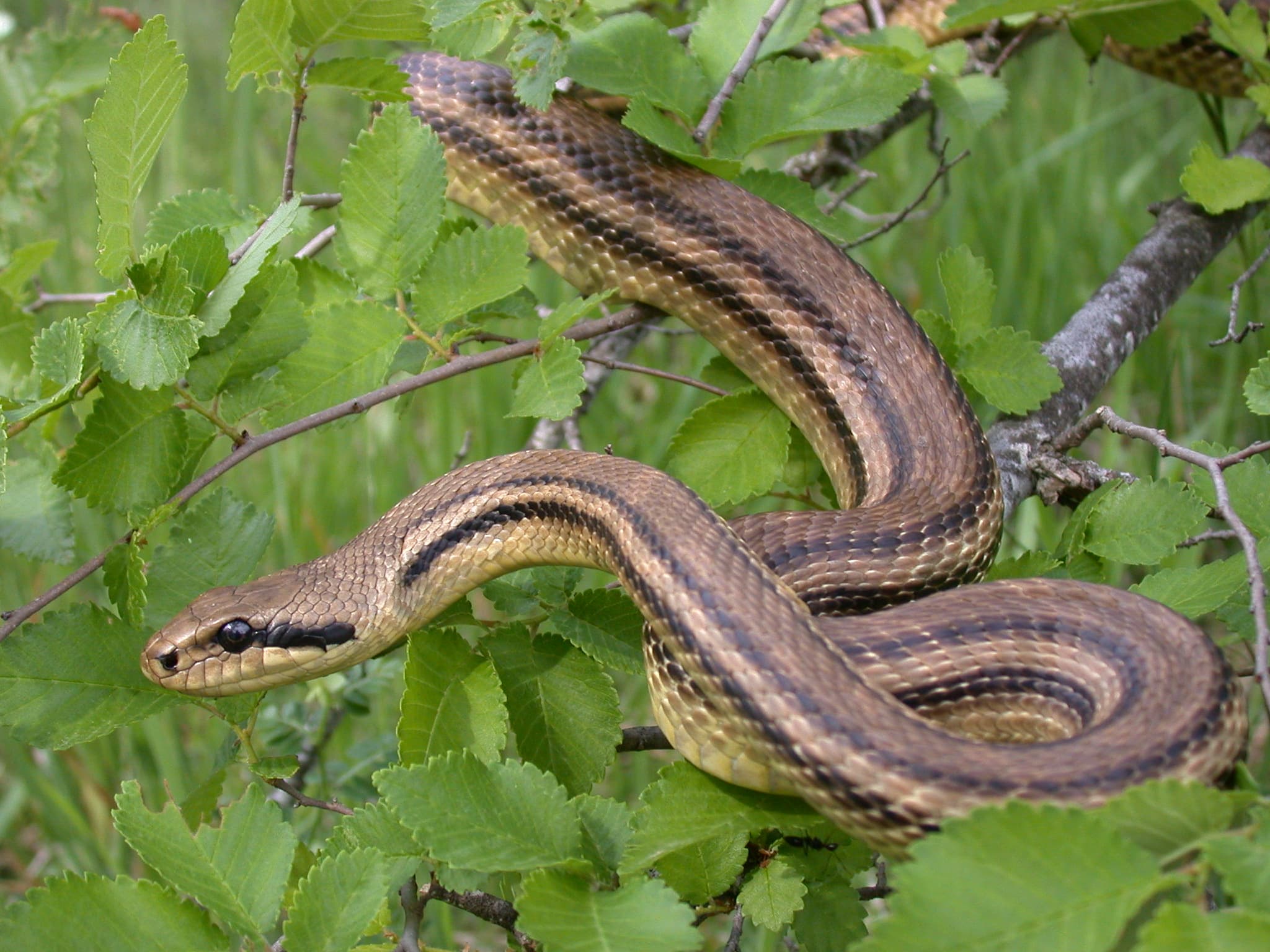 Four-lined Snake (Elaphe quatuorlineata)