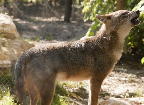 Golden Jackal (Canis aureus)
