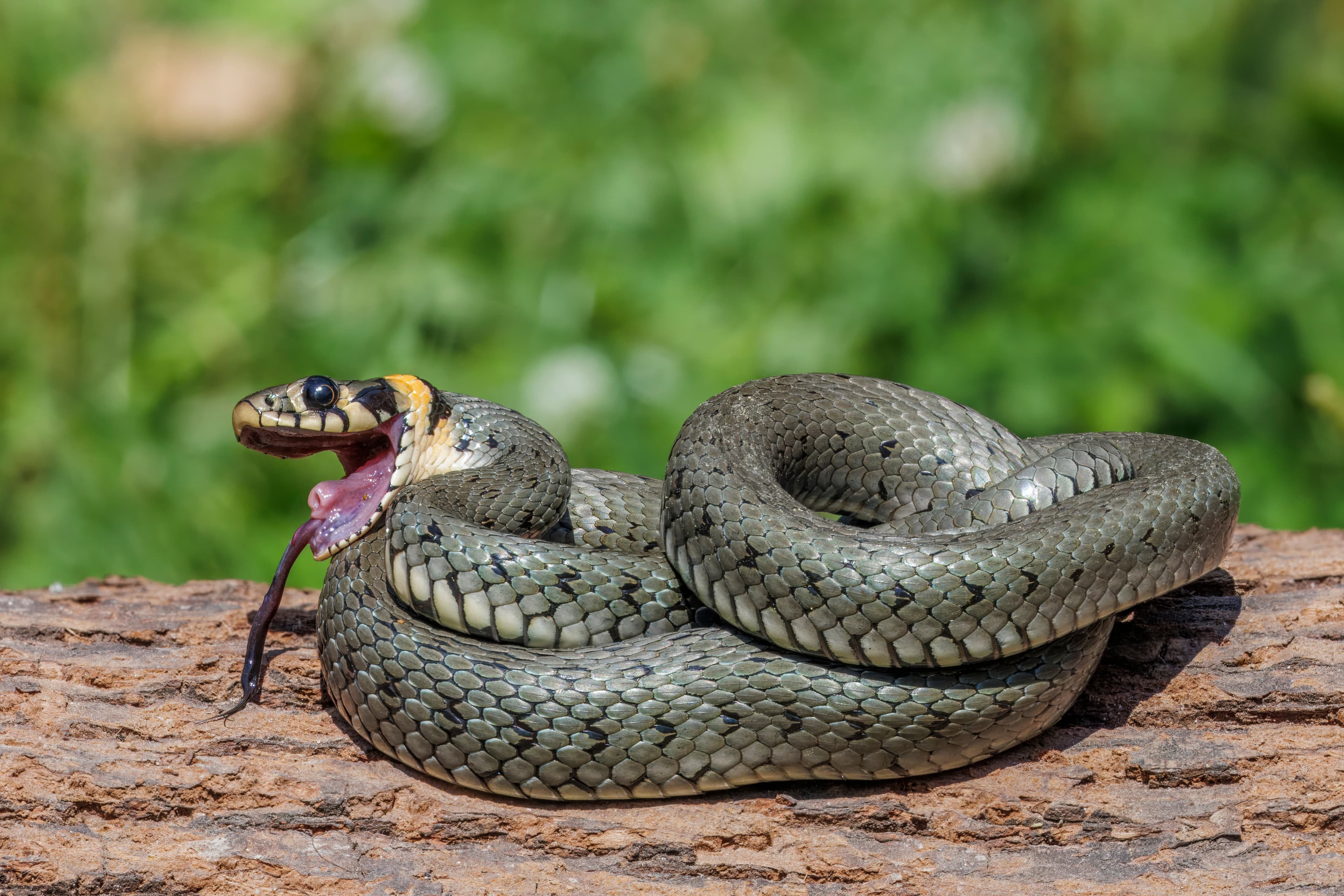 Grass Snake (Natrix natrix)
