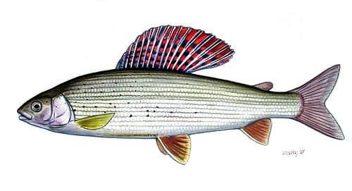 Grayling (Thymallus thymallus)