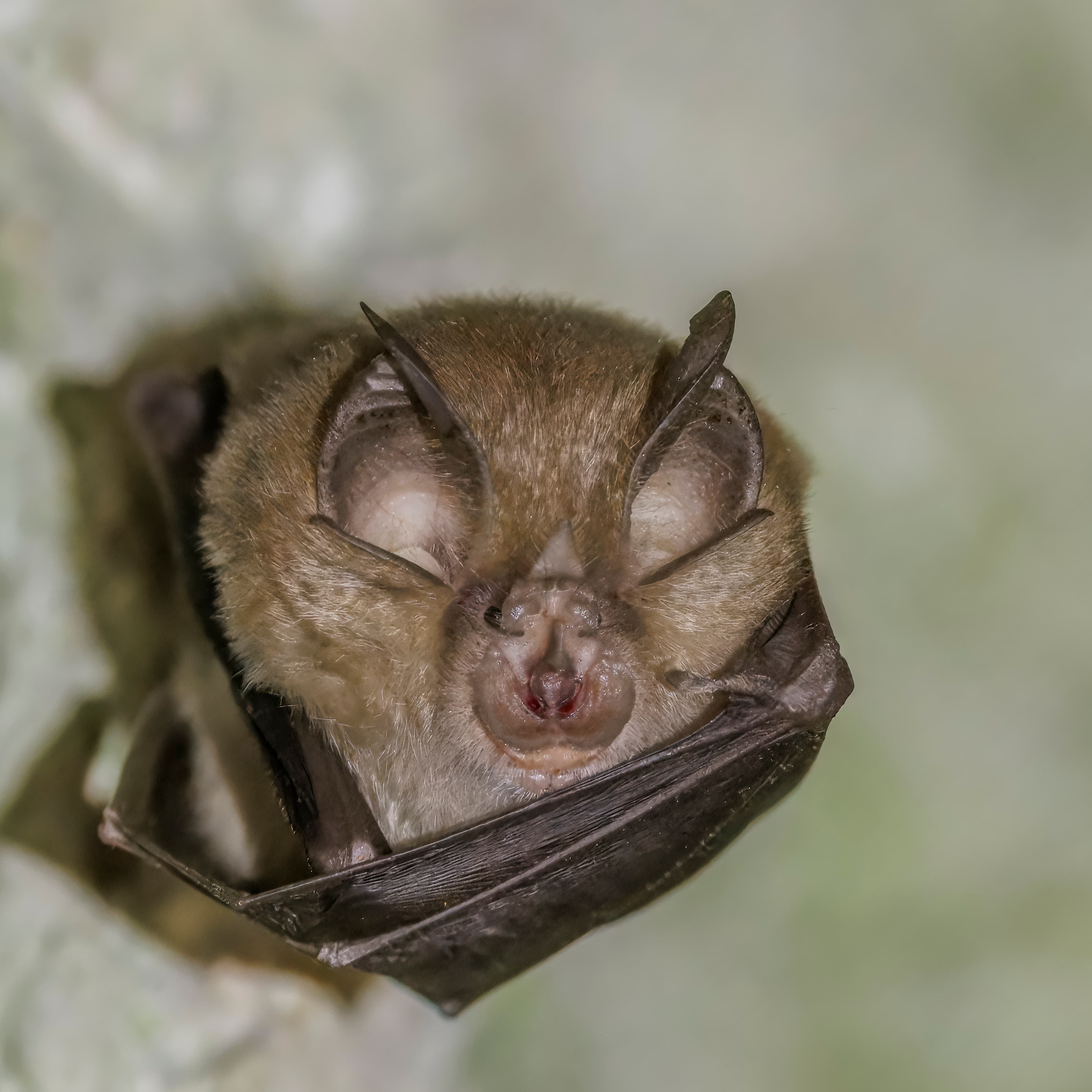 Greater Horseshoe Bat (Rhinolophus ferrumequinum)
