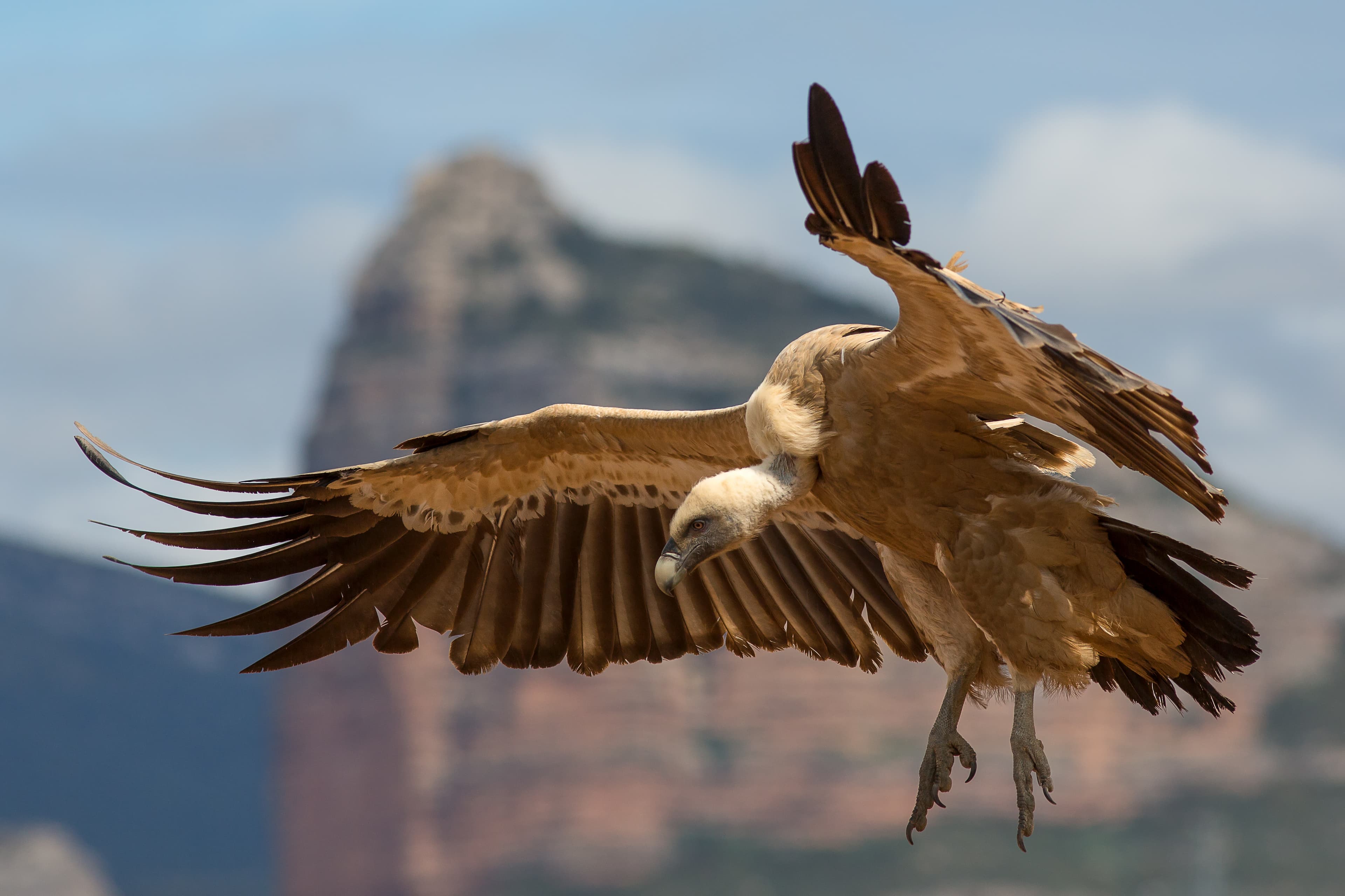 Griffon Vulture (Gyps fulvus)
