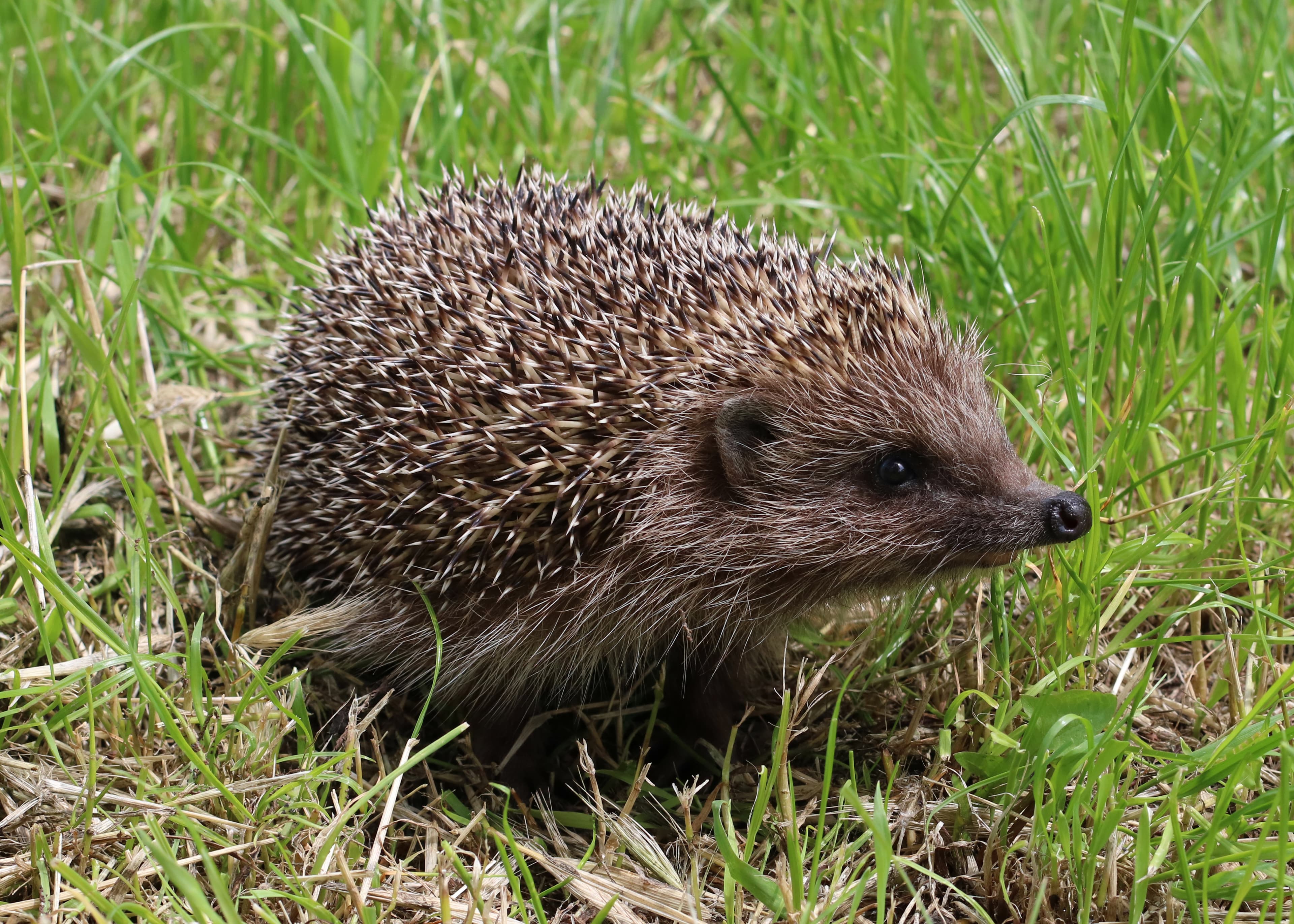 Northern White-breasted Hedgehog (Erinaceus roumanicus)