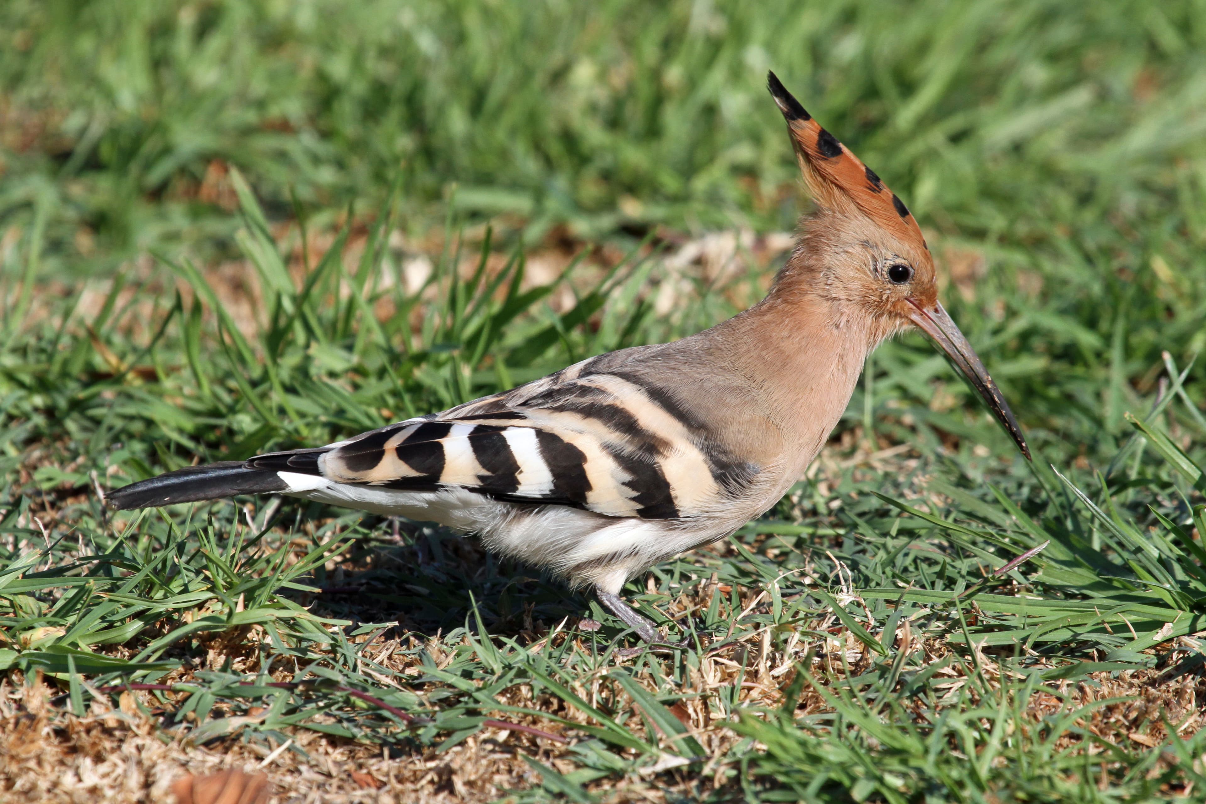 Eurasian Hoopoe (Upupa epops)
