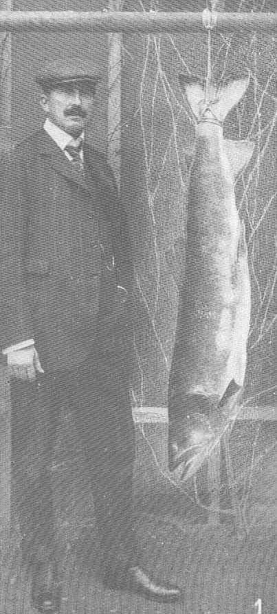 Huchen / Danube Salmon (Hucho hucho)