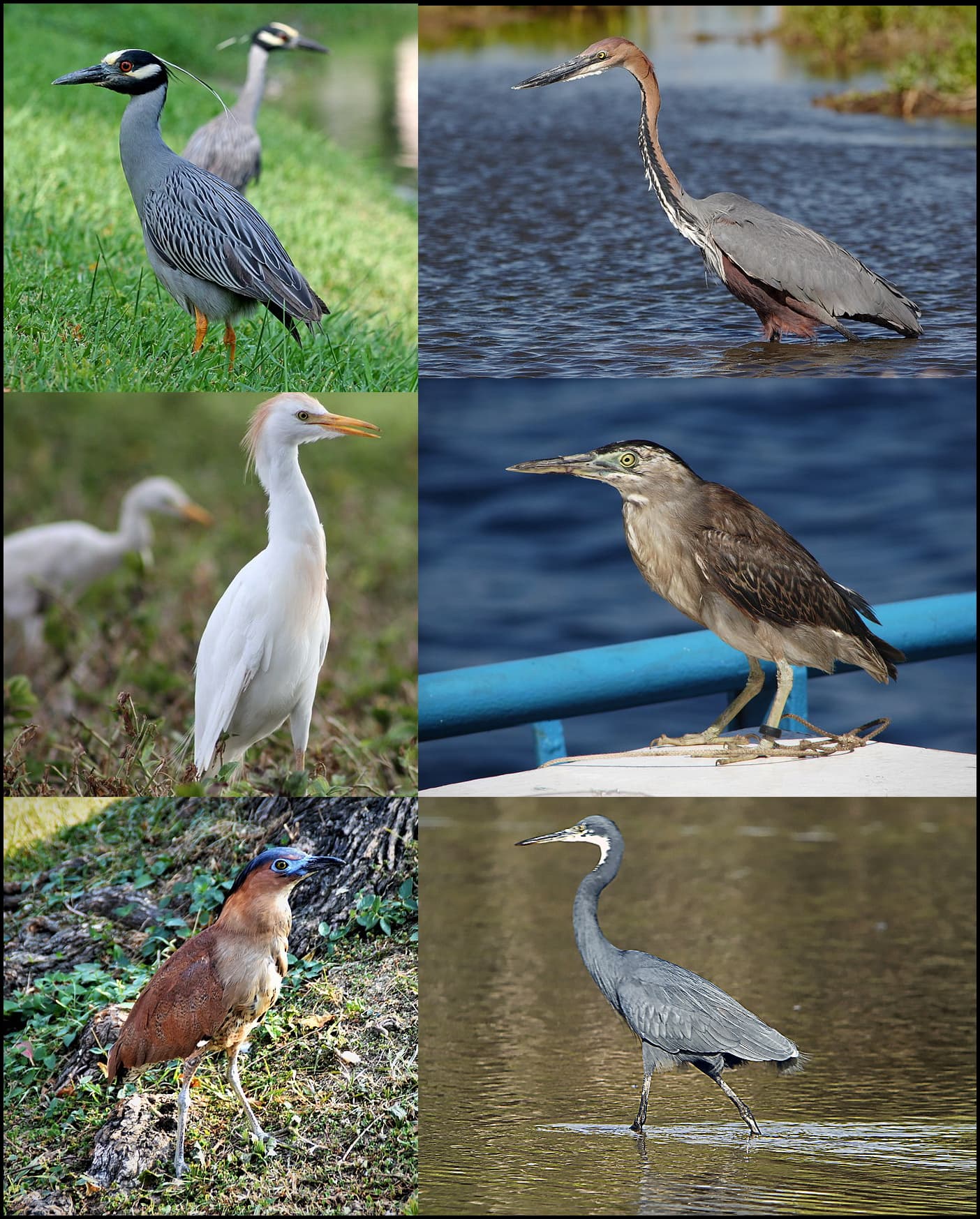 Hutovo Blato Waterbirds (Ardeidae / Microcarbo pygmaeus)