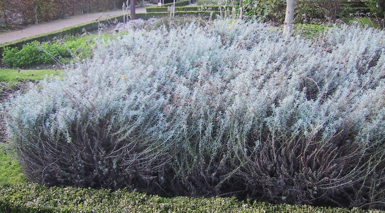 Immortelle (Helichrysum italicum)