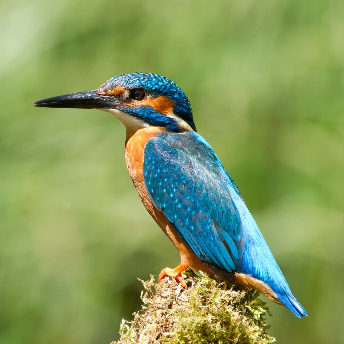 Common Kingfisher (Alcedo atthis)