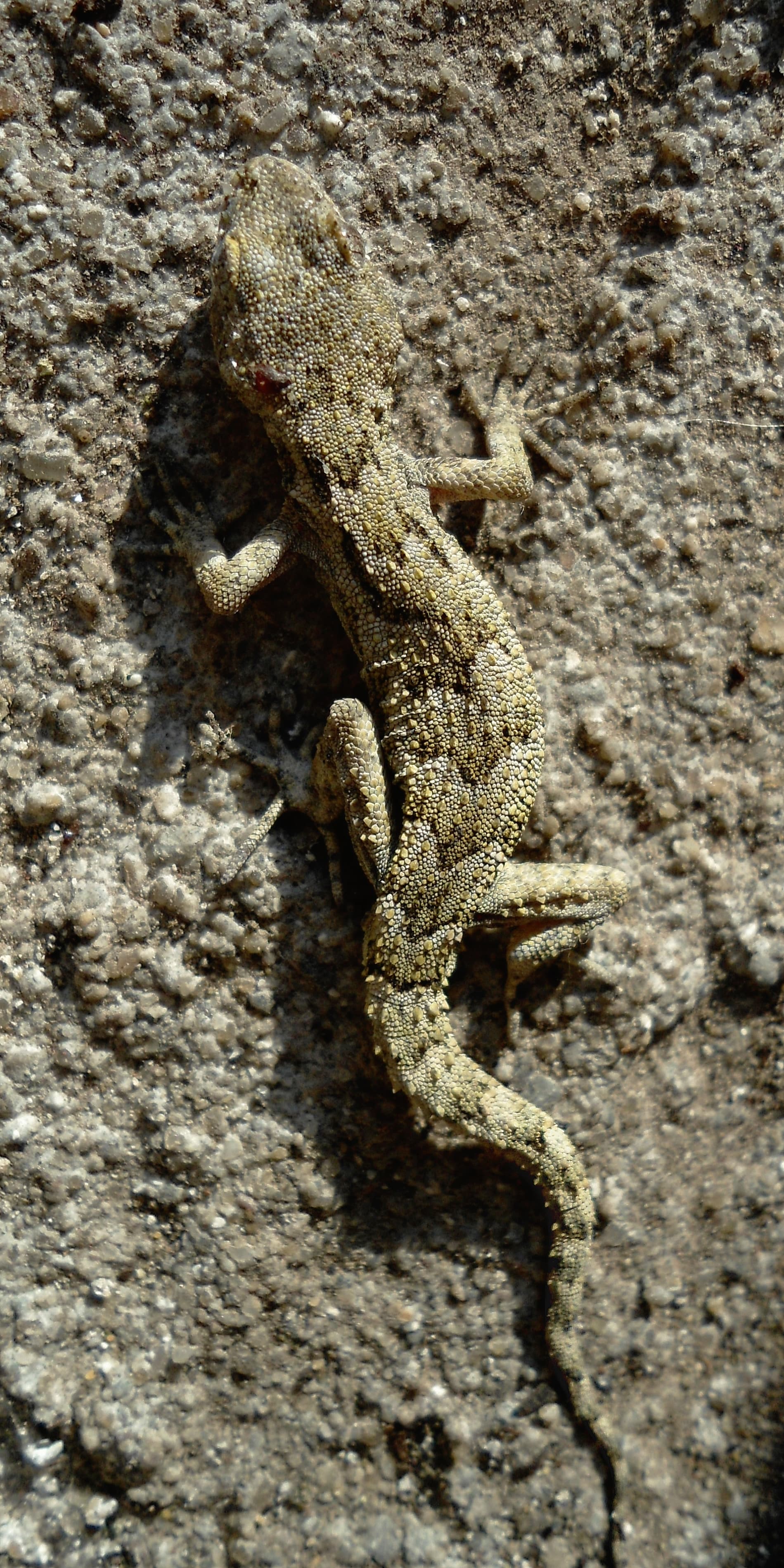 Kotschy's Gecko (Mediodactylus kotschyi)