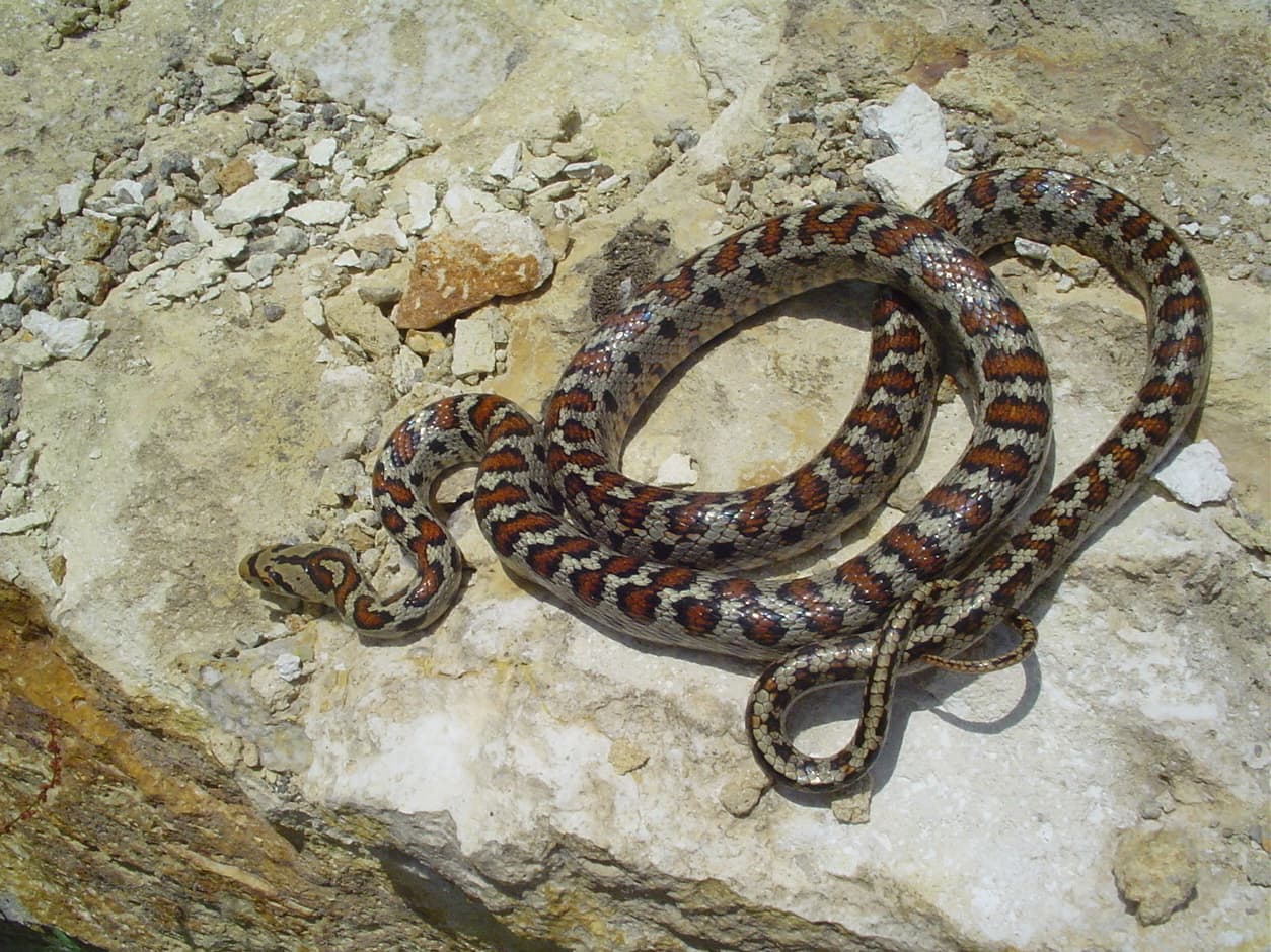 Leopard Snake (Zamenis situla)