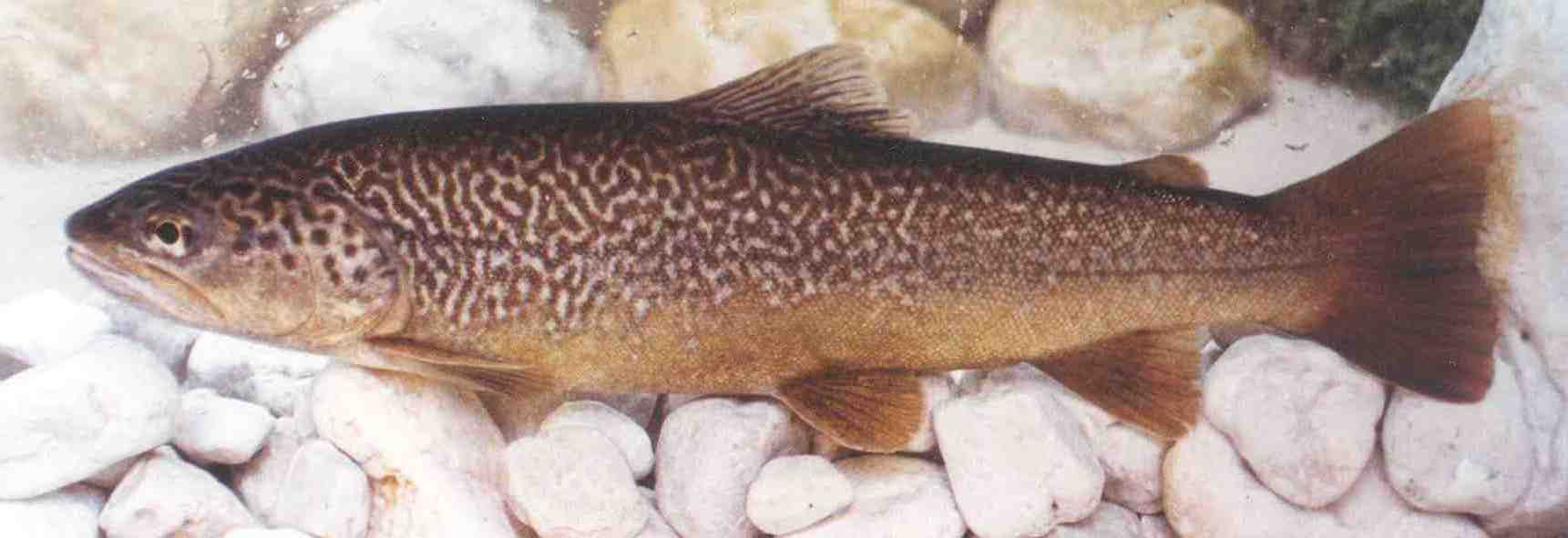 Marble Trout (Salmo marmoratus)