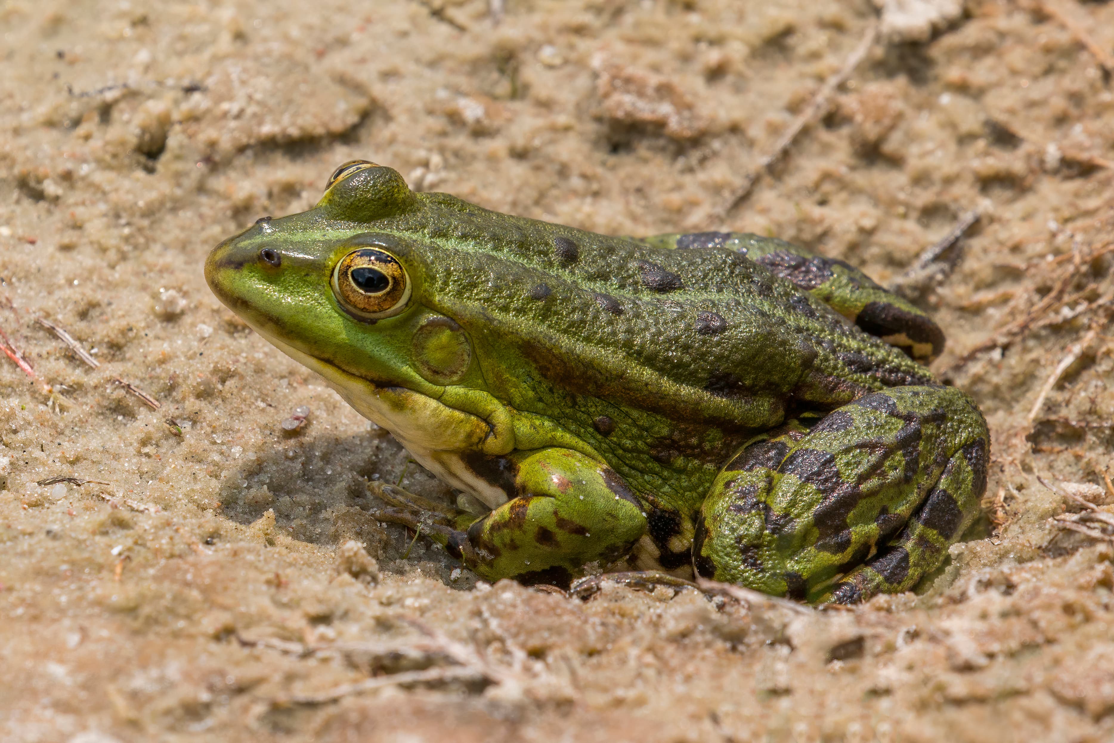 Marsh Frog (Pelophylax ridibundus)