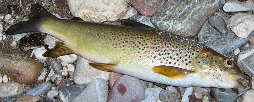 Neretva Softmouth Trout (Salmo obtusirostris)